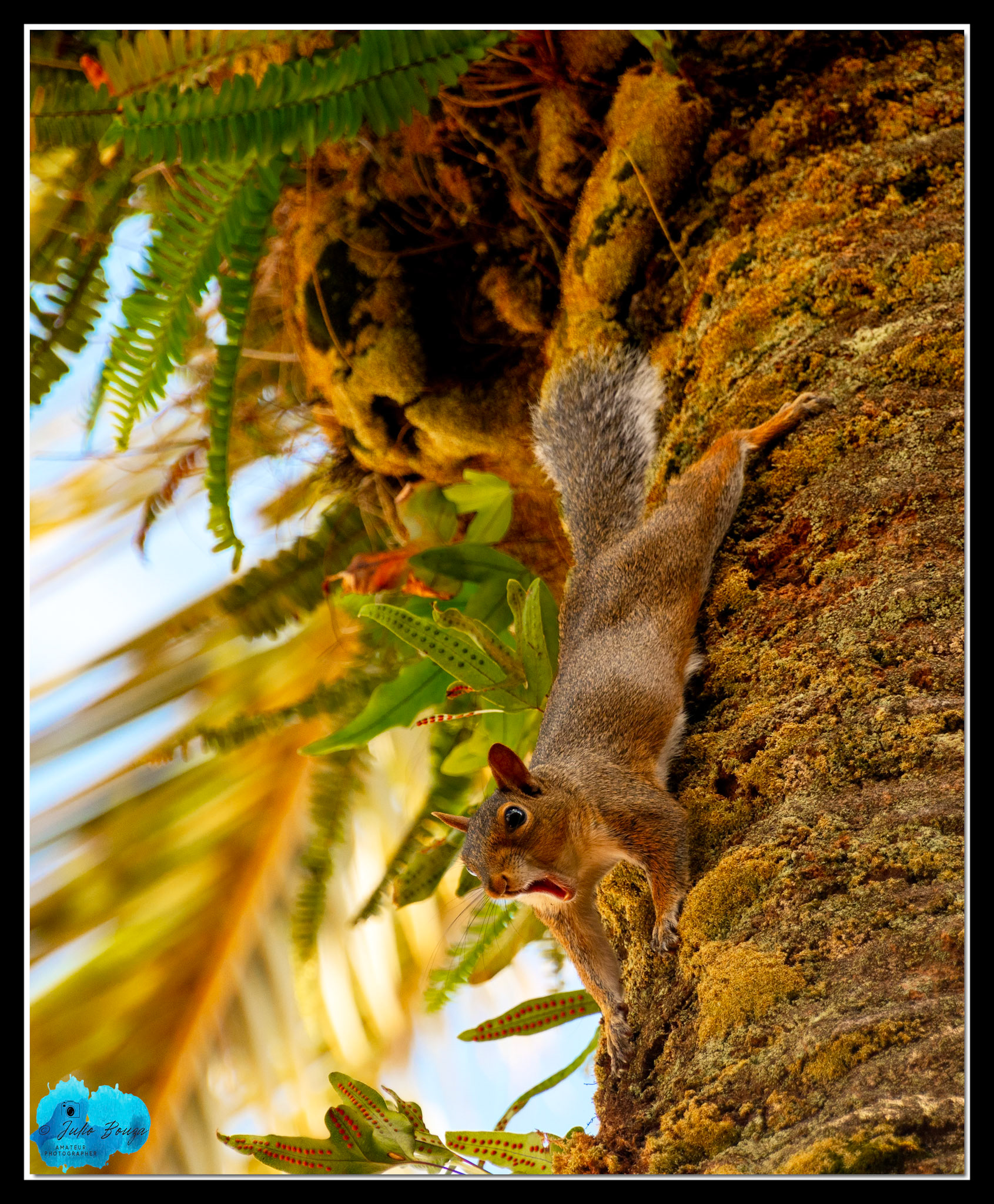 20210926 - Squirrel On A Palm Tree At Hollywood Studios Theme Park