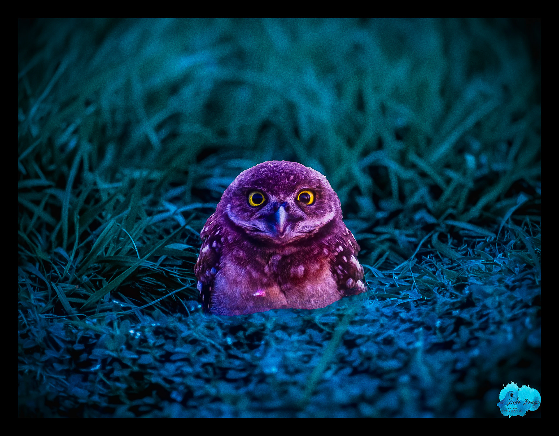 20230523 - Baby Burrowing Owl Looking Straight Ahead