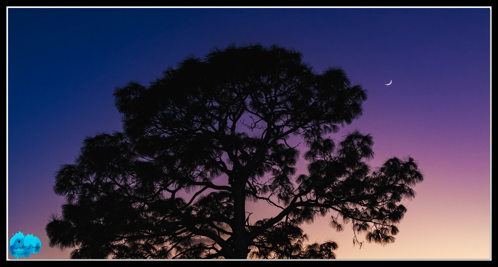 20220104 - Tree With Moon On The Background