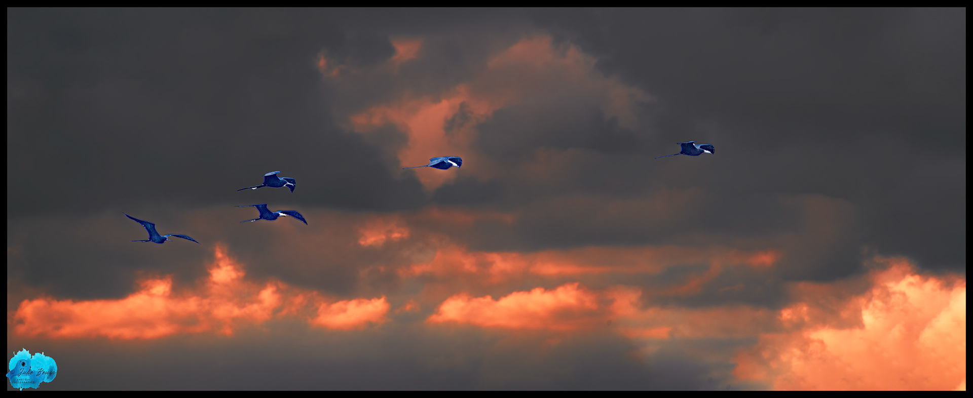 20230330 - Birds Flying Over Miami Sky