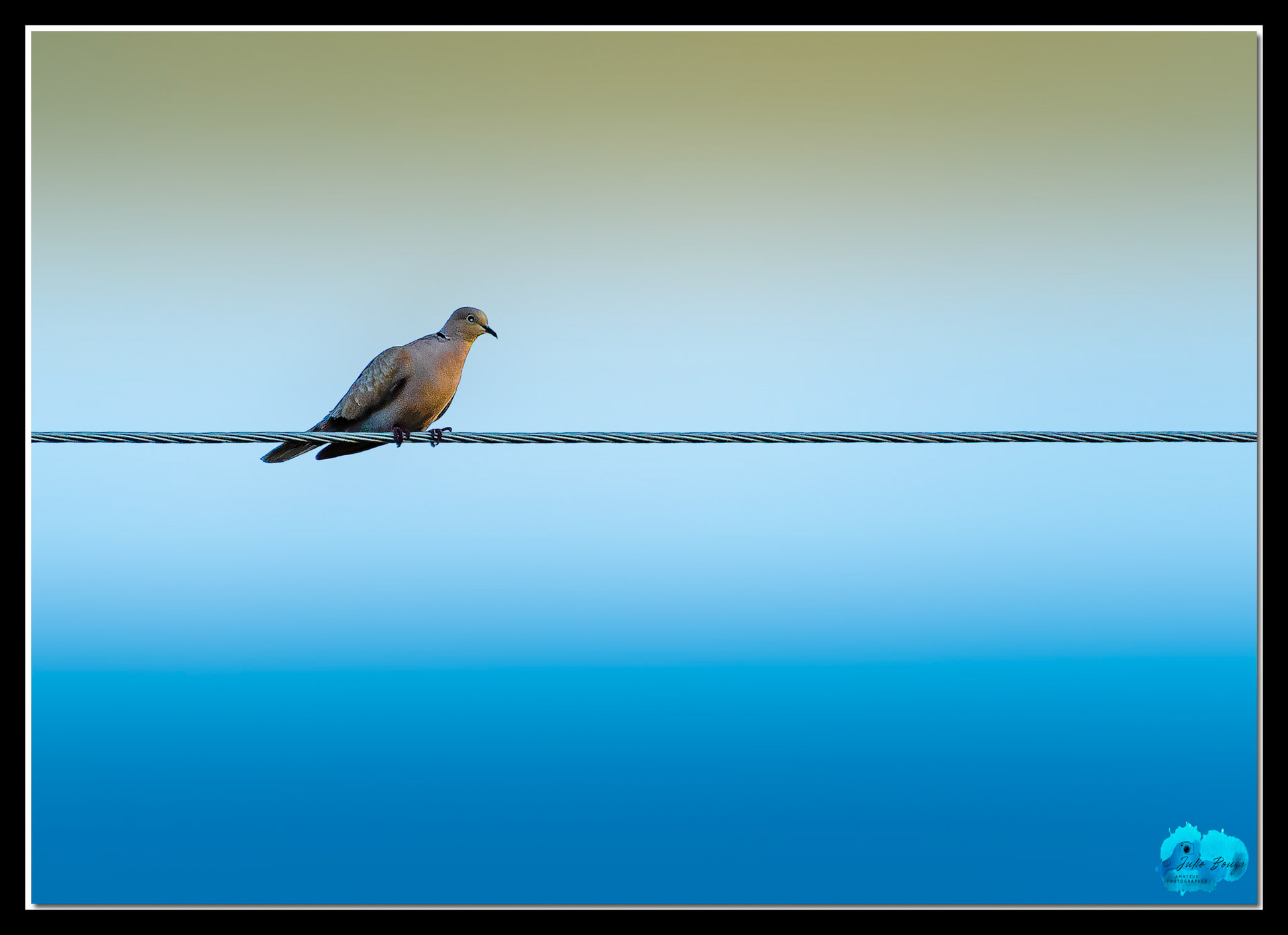 20210430 - Pictures Of A Bird