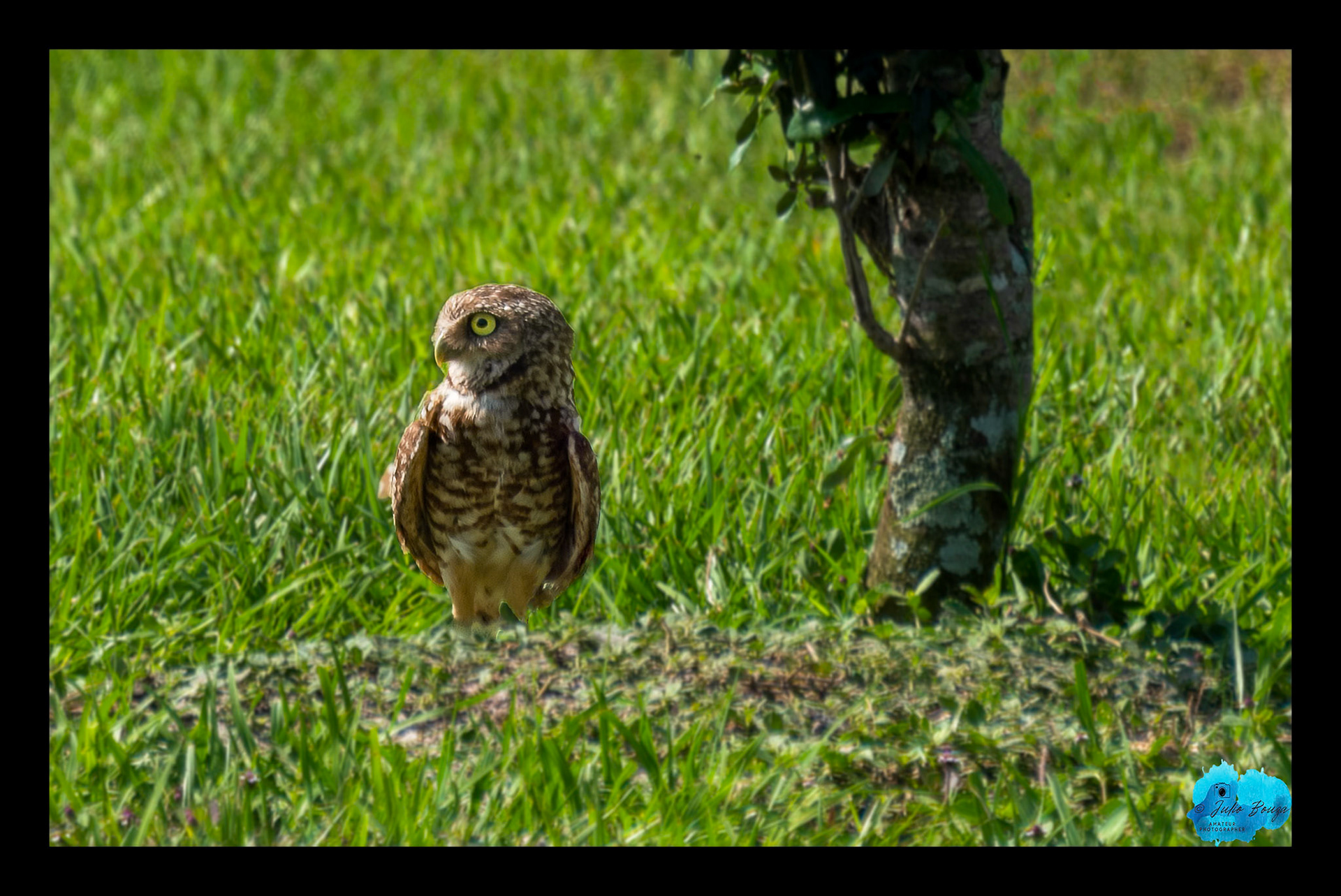 20230429 - Burrowing Owl Looking Around