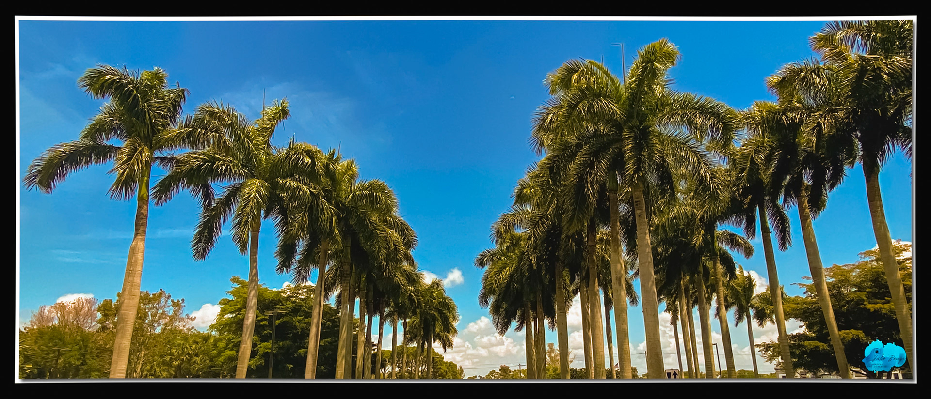 20210418 - Row Of Palm Trees