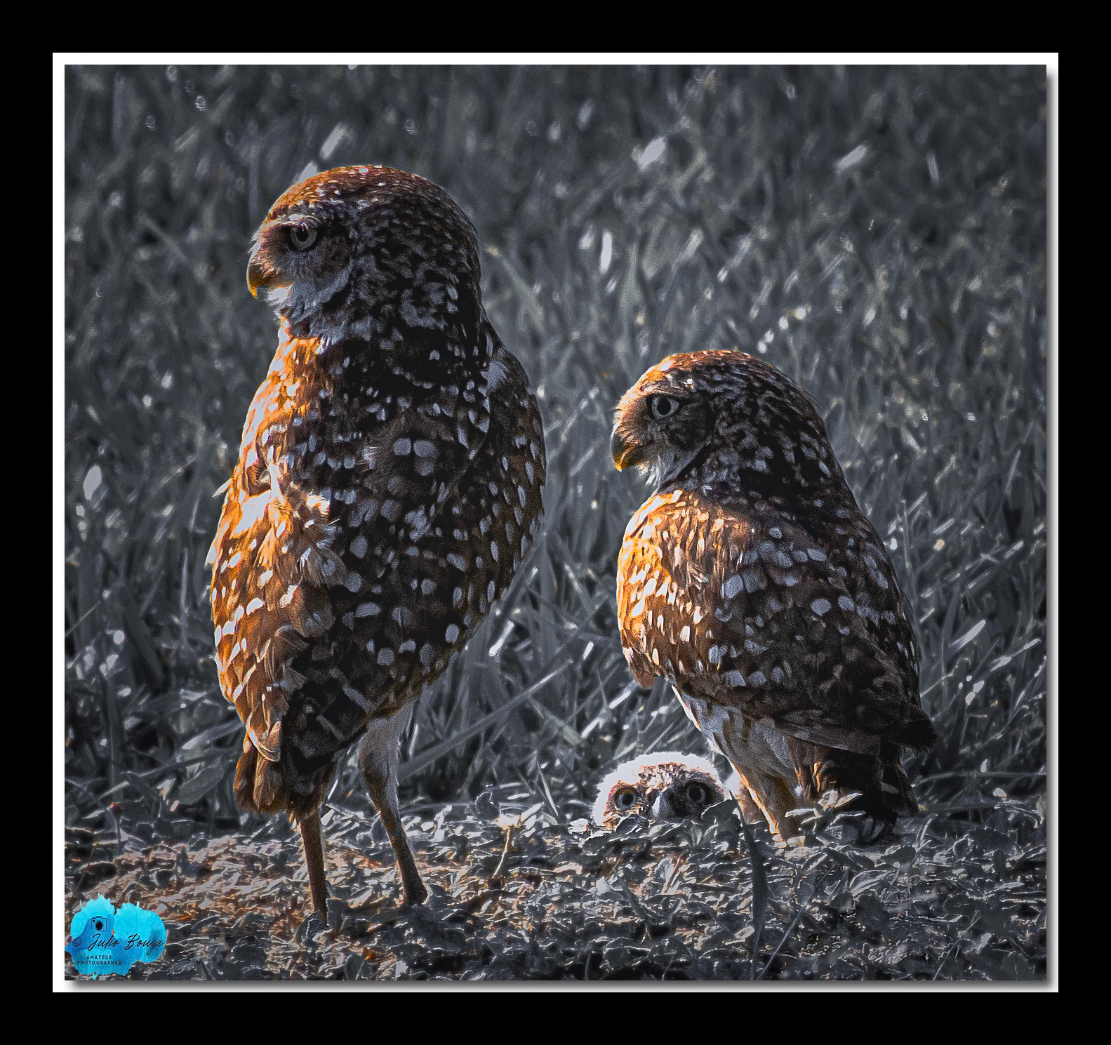 20230429 - Burrowing Owl Looking Around