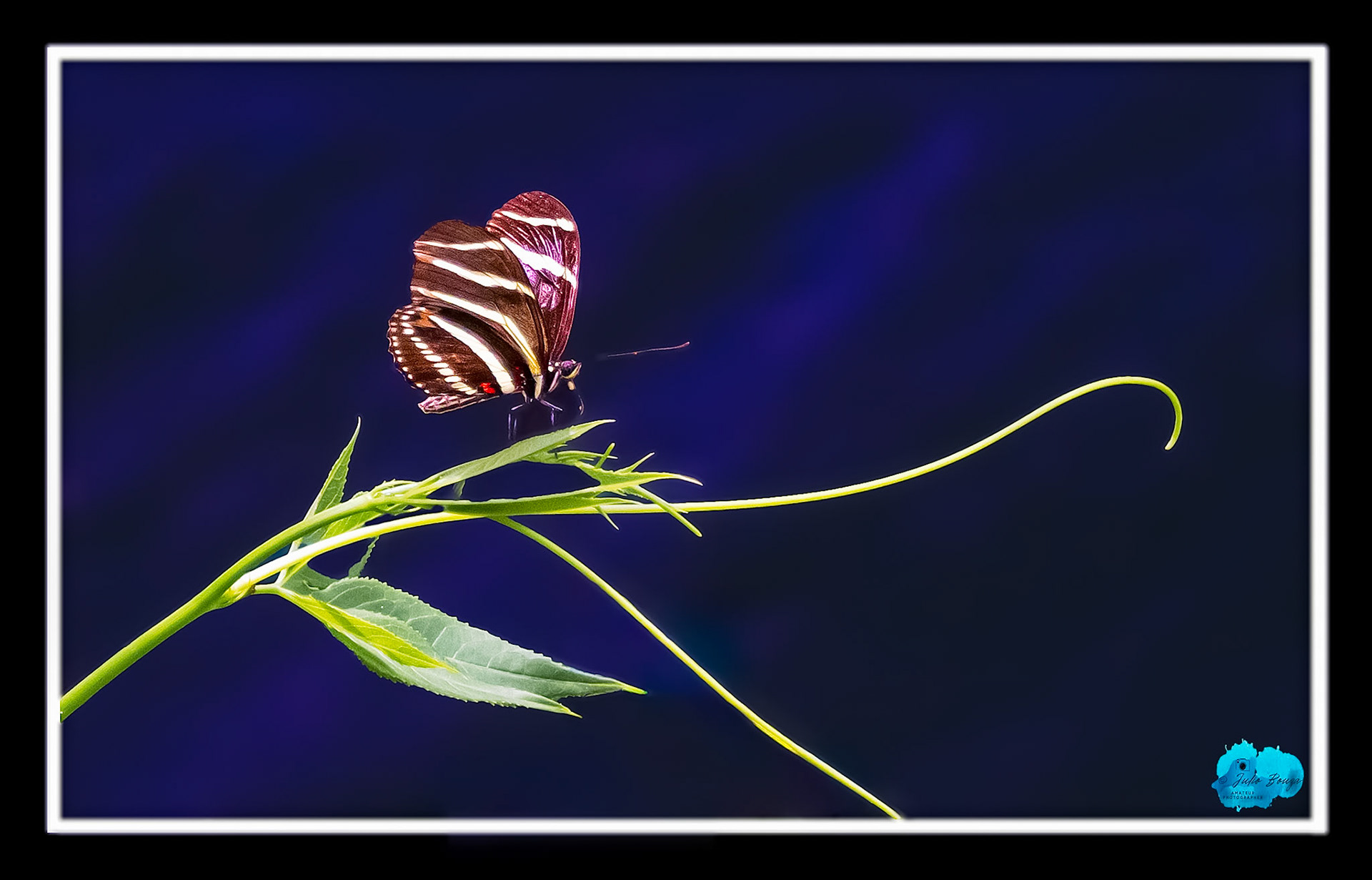 20210410 - Butterfly Resting