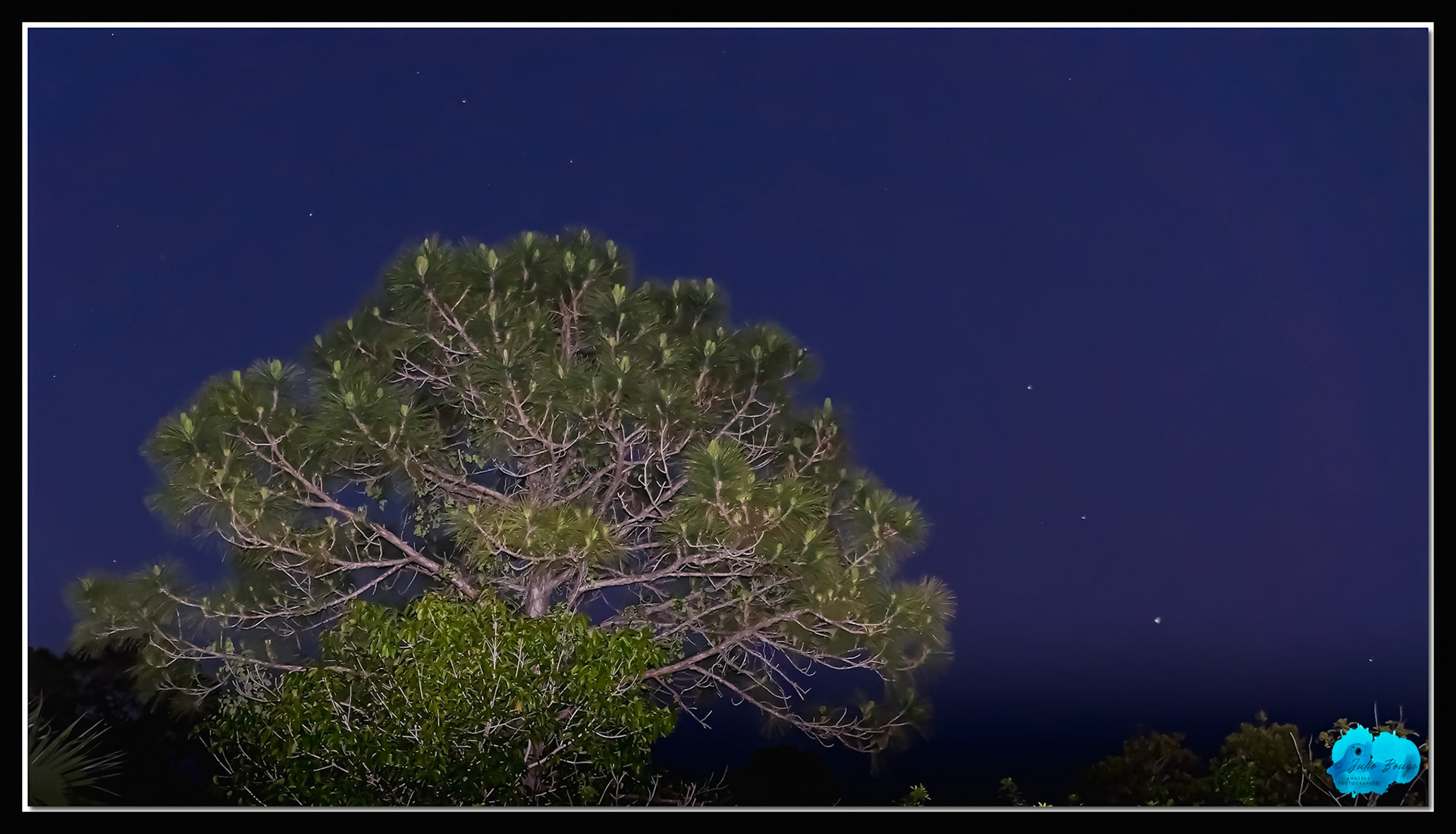 20210427 - Tree With The Stars