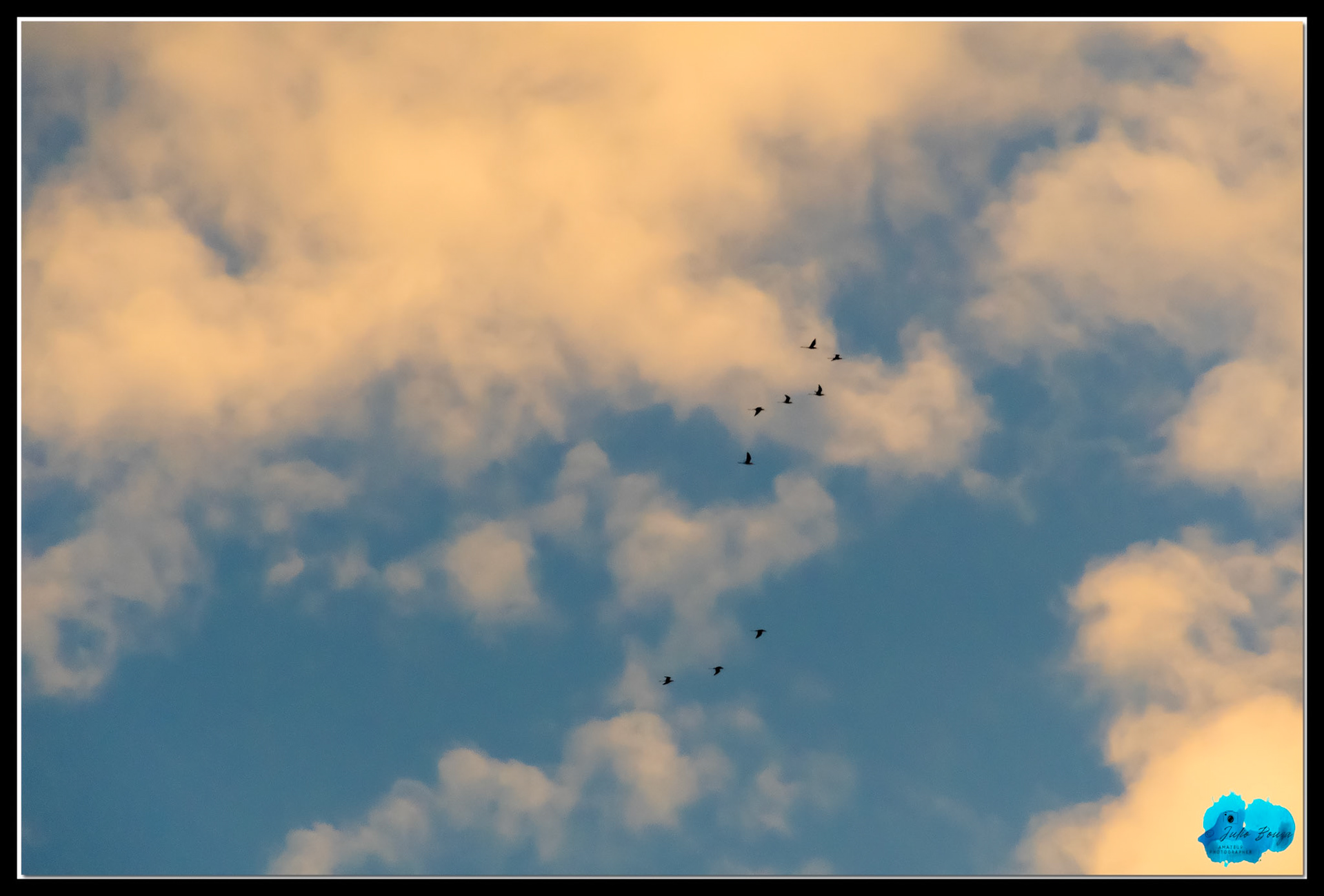 20210424 - Birds Flying