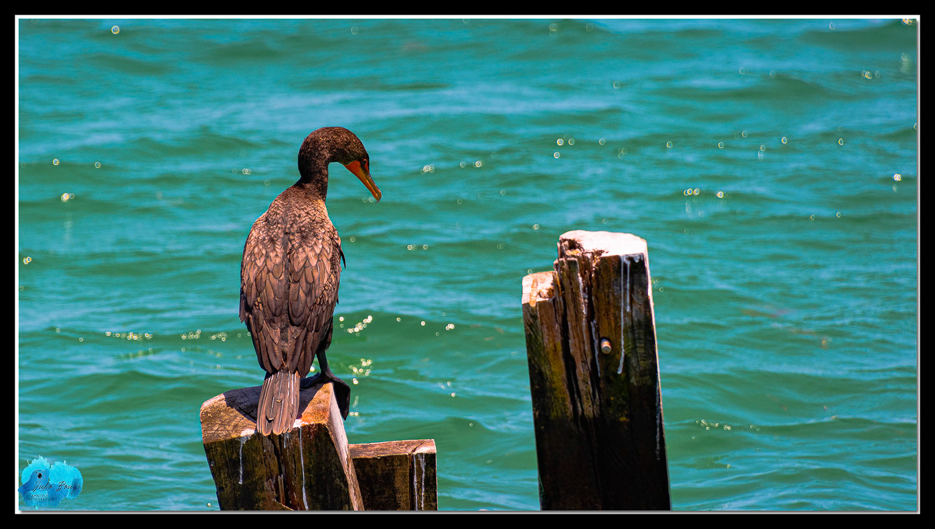 20220606 - Bird On A Pier
