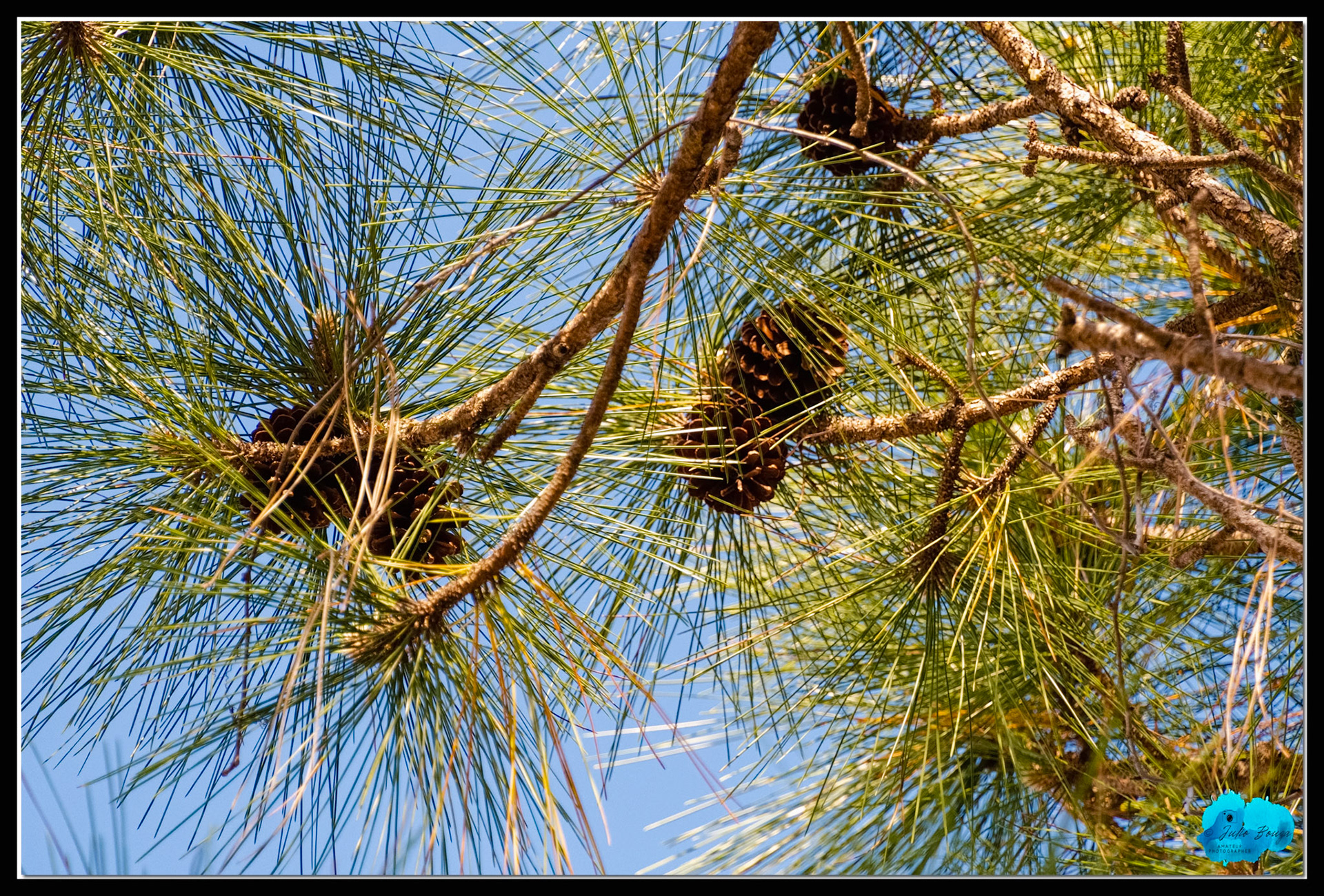 20210414 - Cones On A Tree