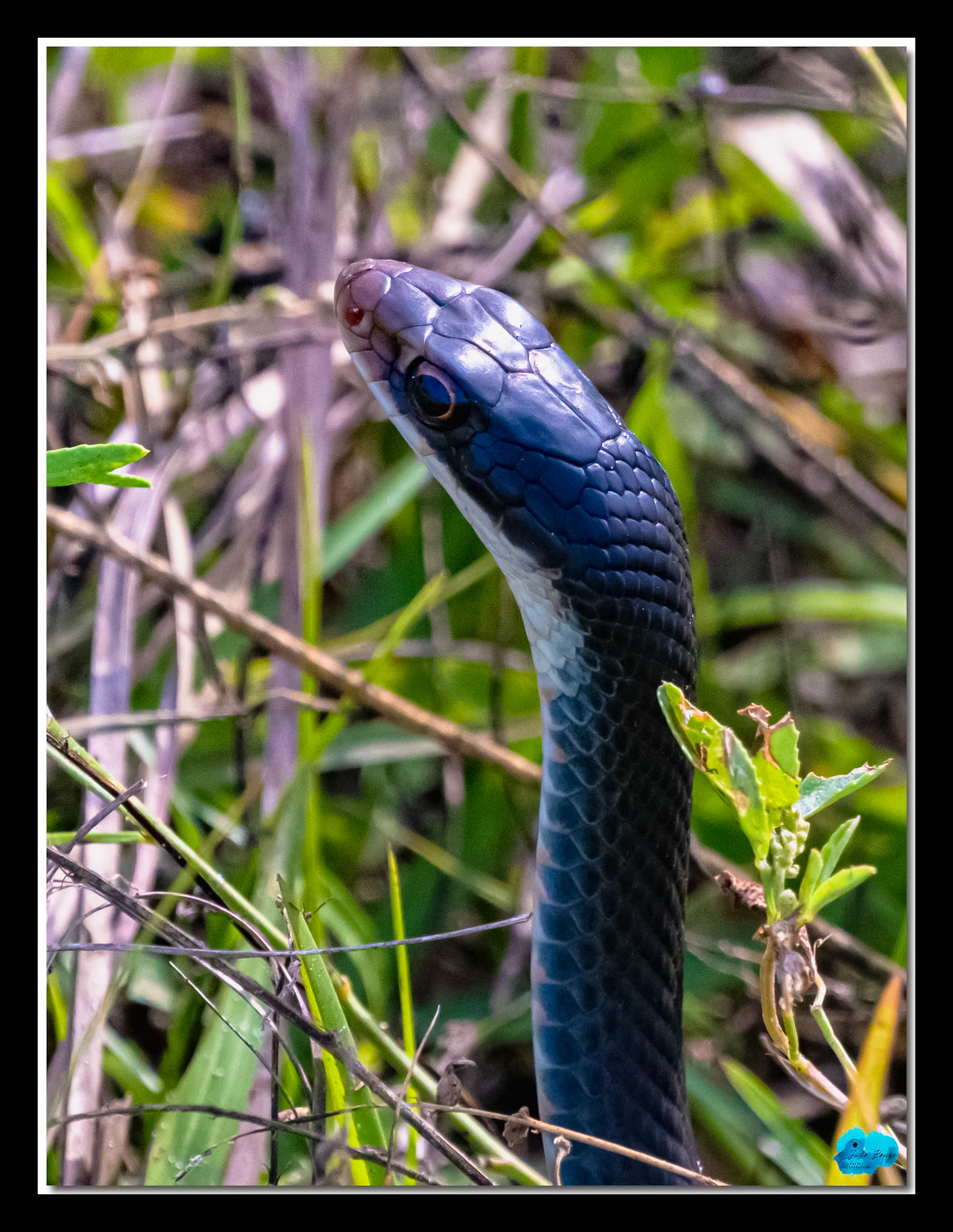 20210416 - Close Up Of A Garden Snake