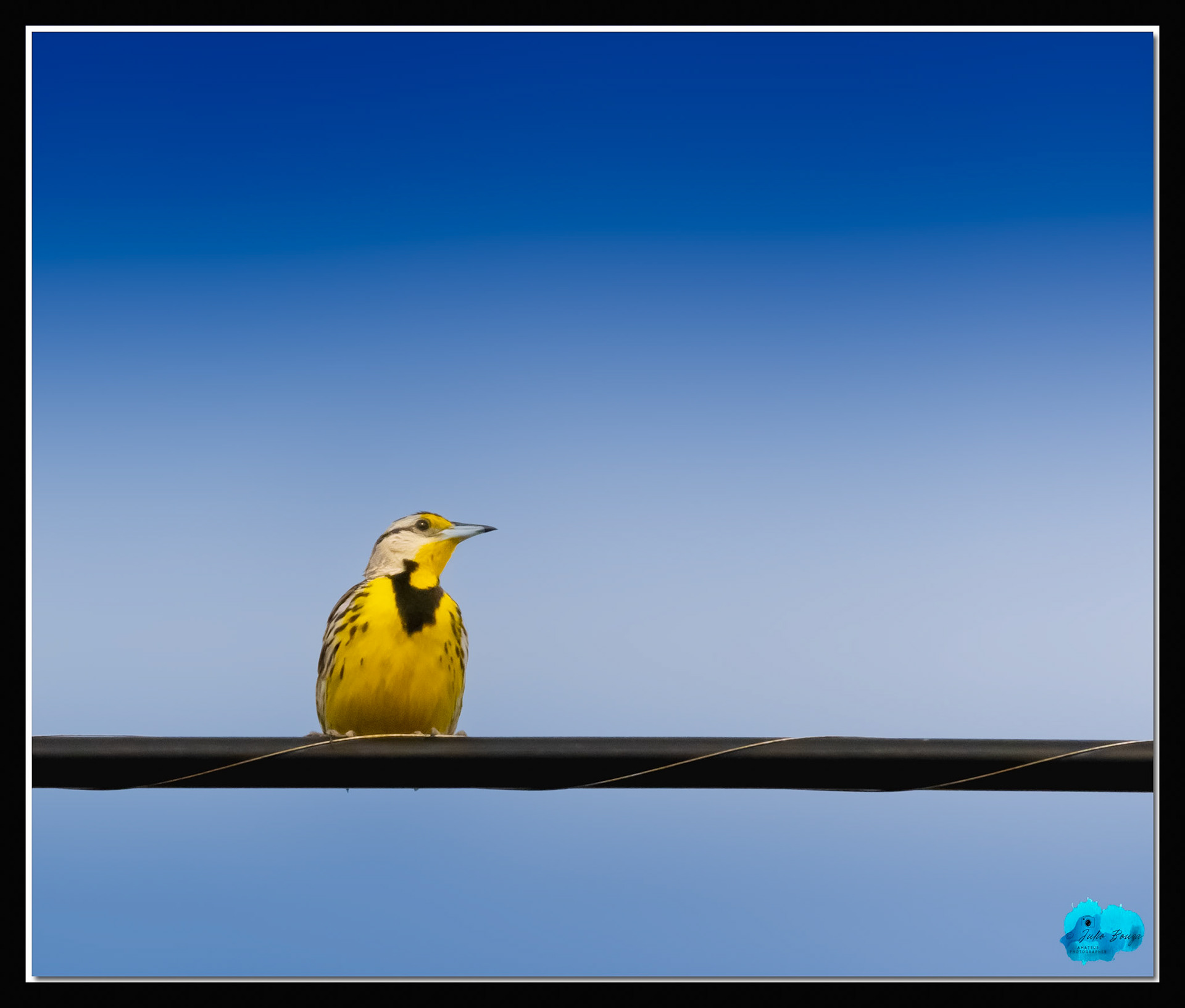 20210416 - Bird On A Wire