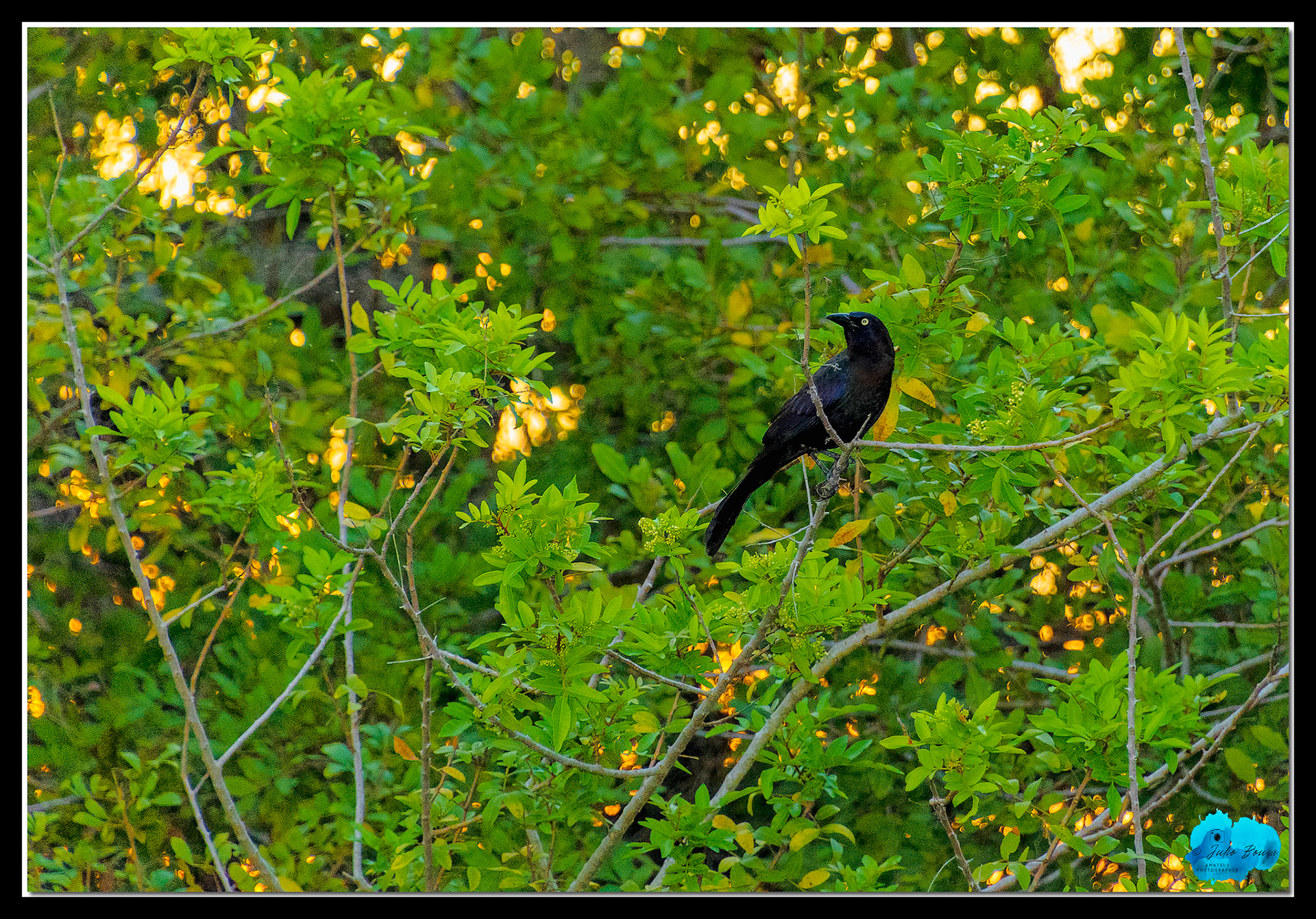 20210430 - Pictures Of A Bird