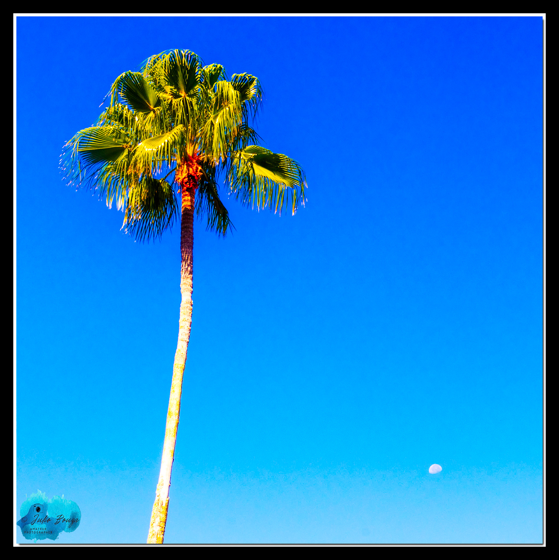 20210926 - View Of The Moon With Palm Tree At Hollywood Studios Theme Park