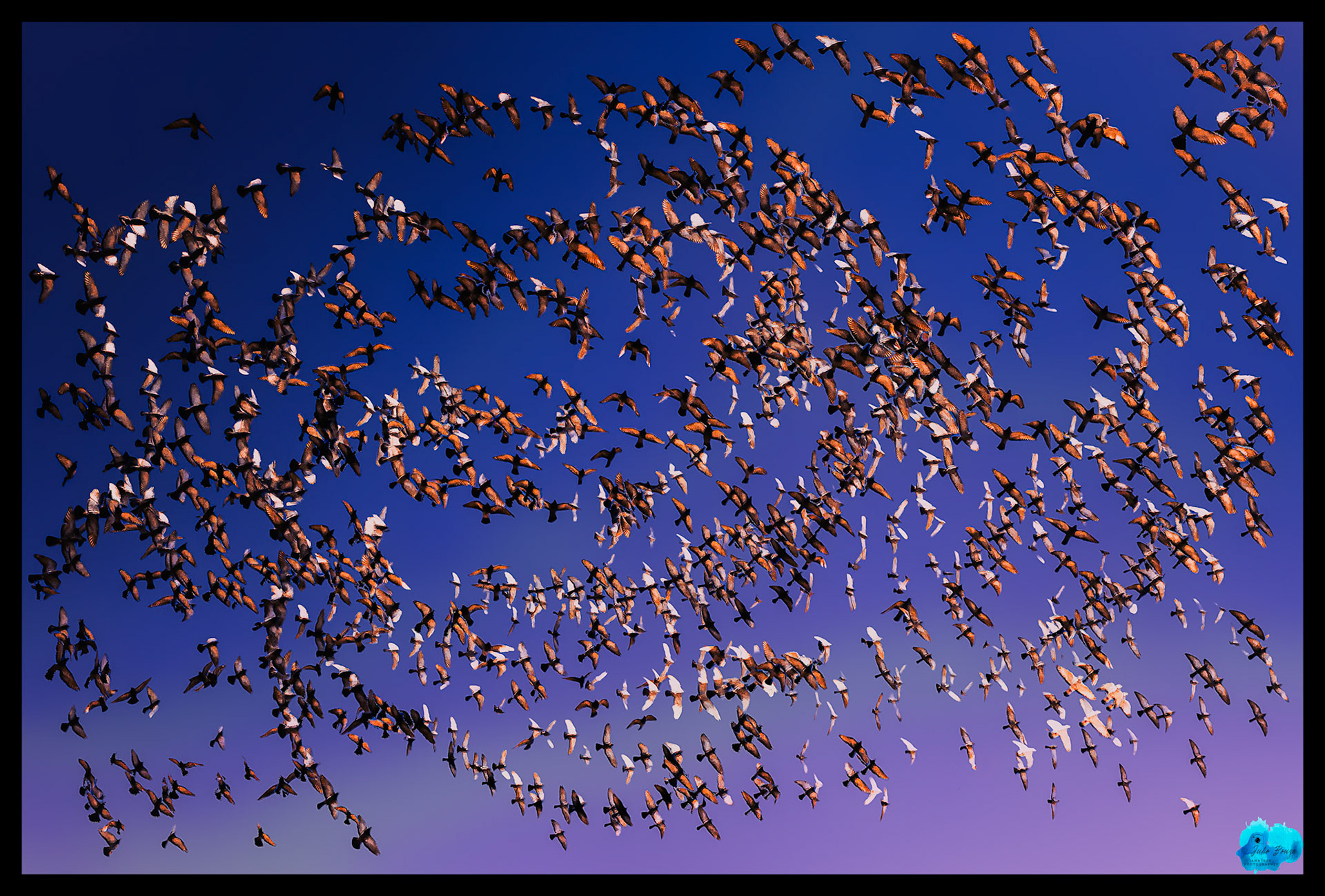20240430 - Mesmerizing Murmuration In Santa Monica Pier 66