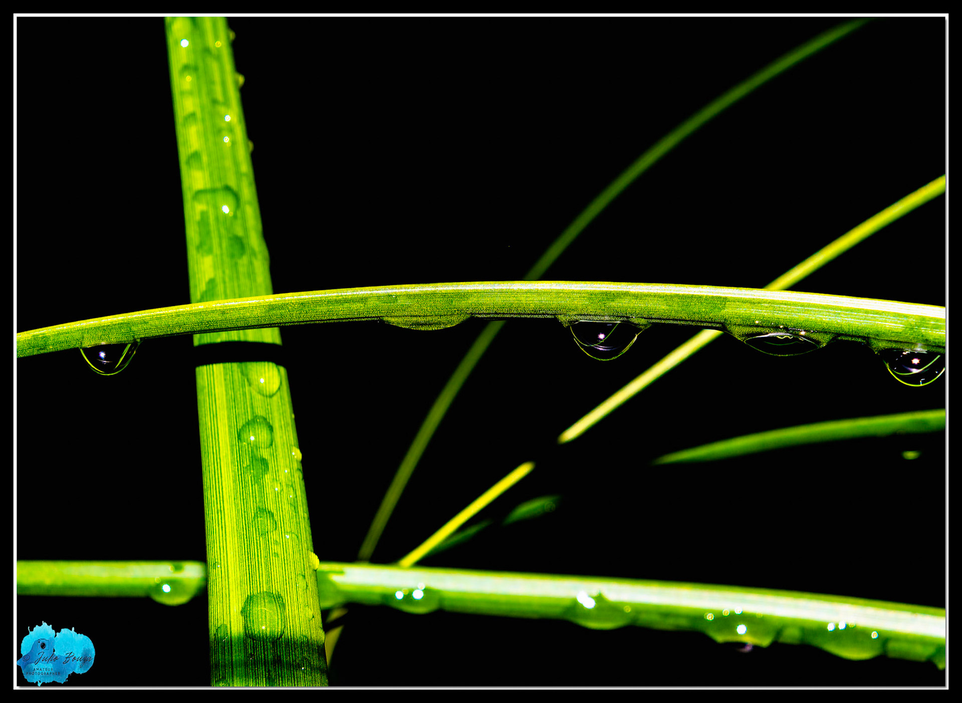 20211105 - Picture Of Water Drops On Plants