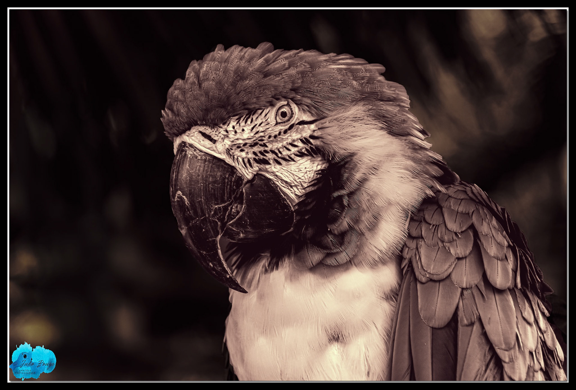 20221219 - Close Up Of A Parrot