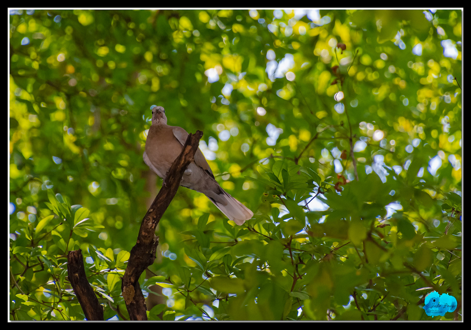 20210425 - Dove On A Tree