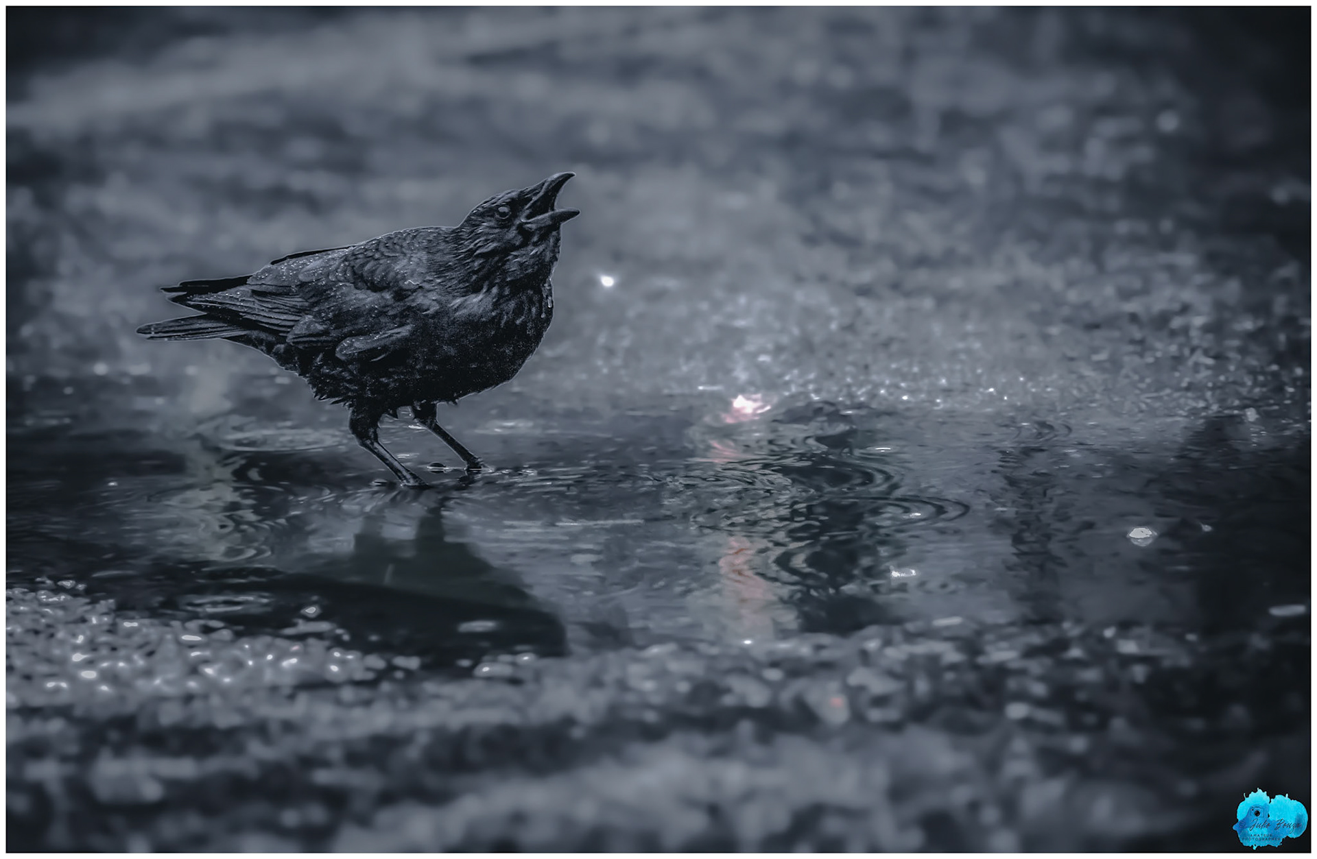 20240505 - Bird Drinking Water in the Streets of Skagway