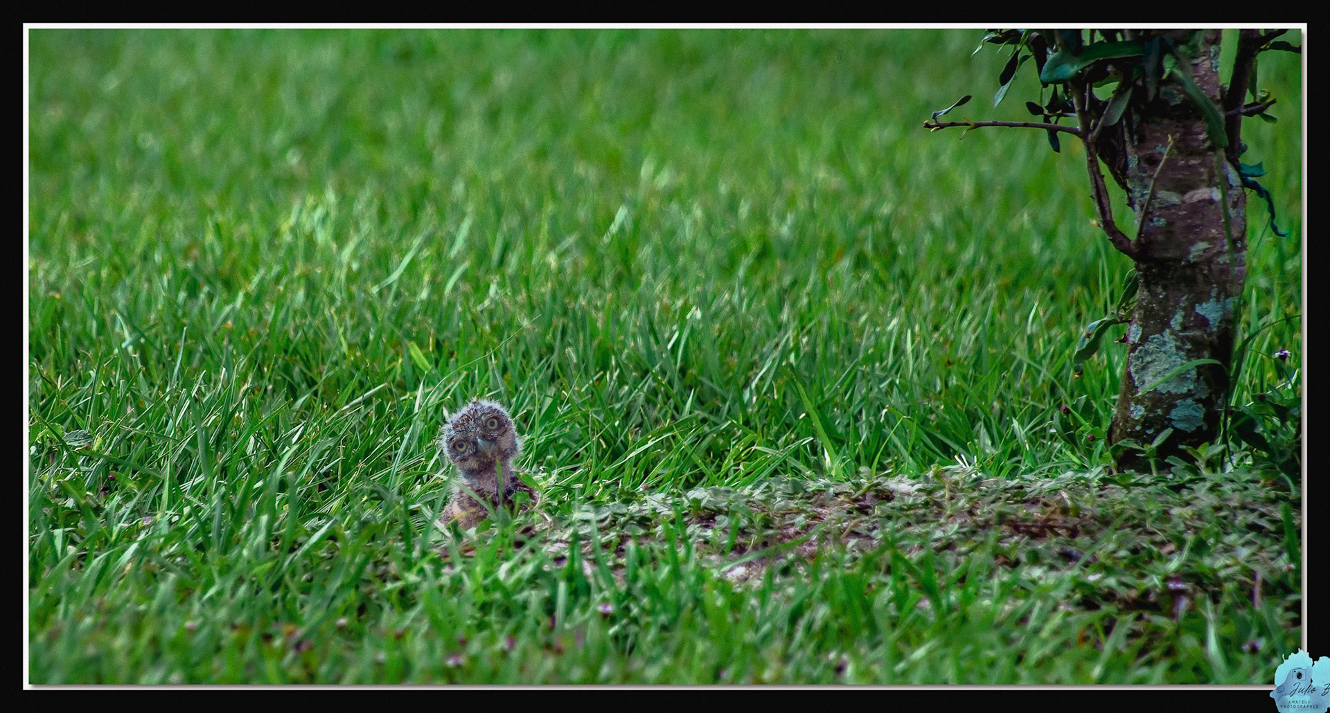 20230429 - Baby Burrowing Owl