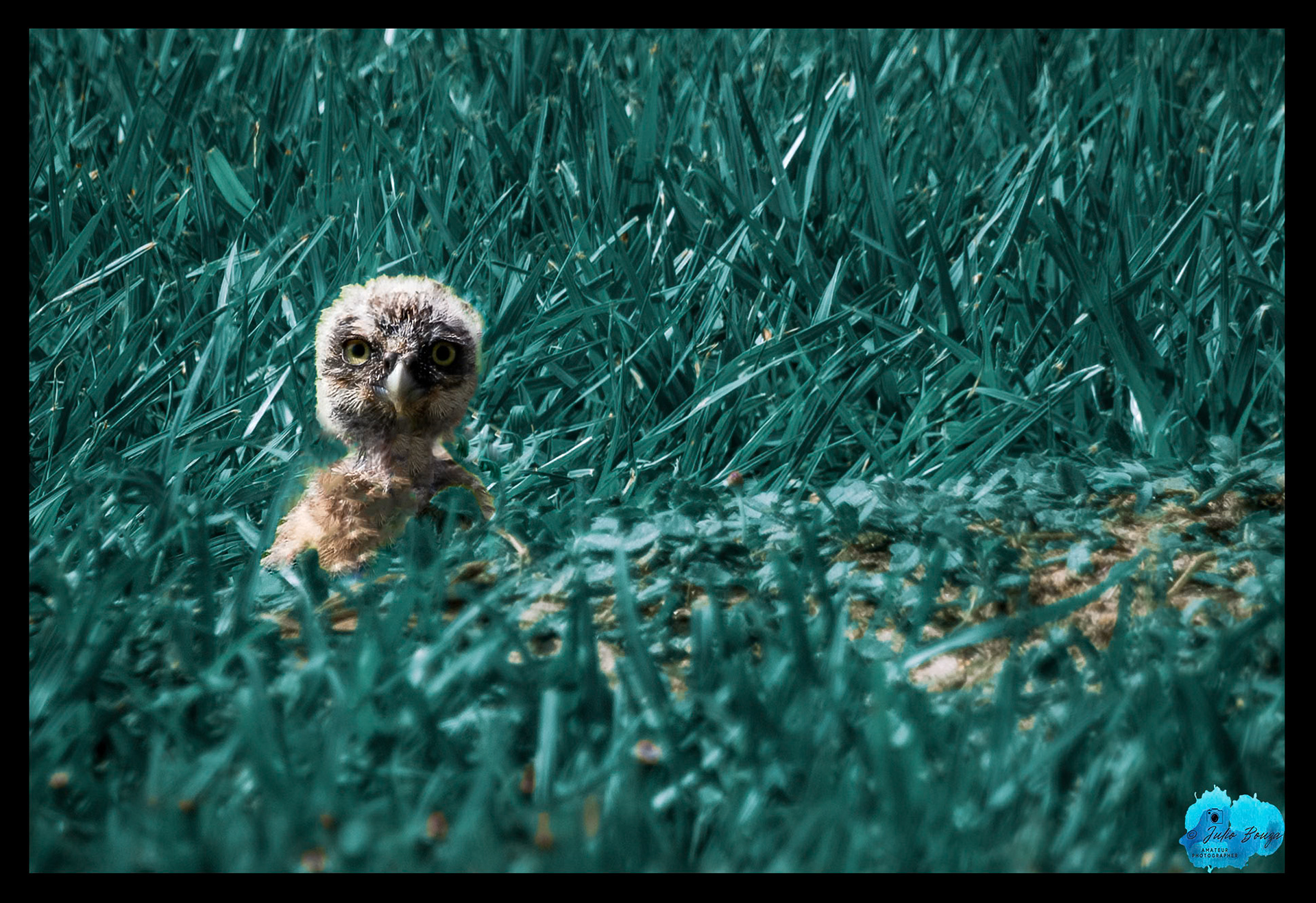 20230429 - Baby Burrowing Owl