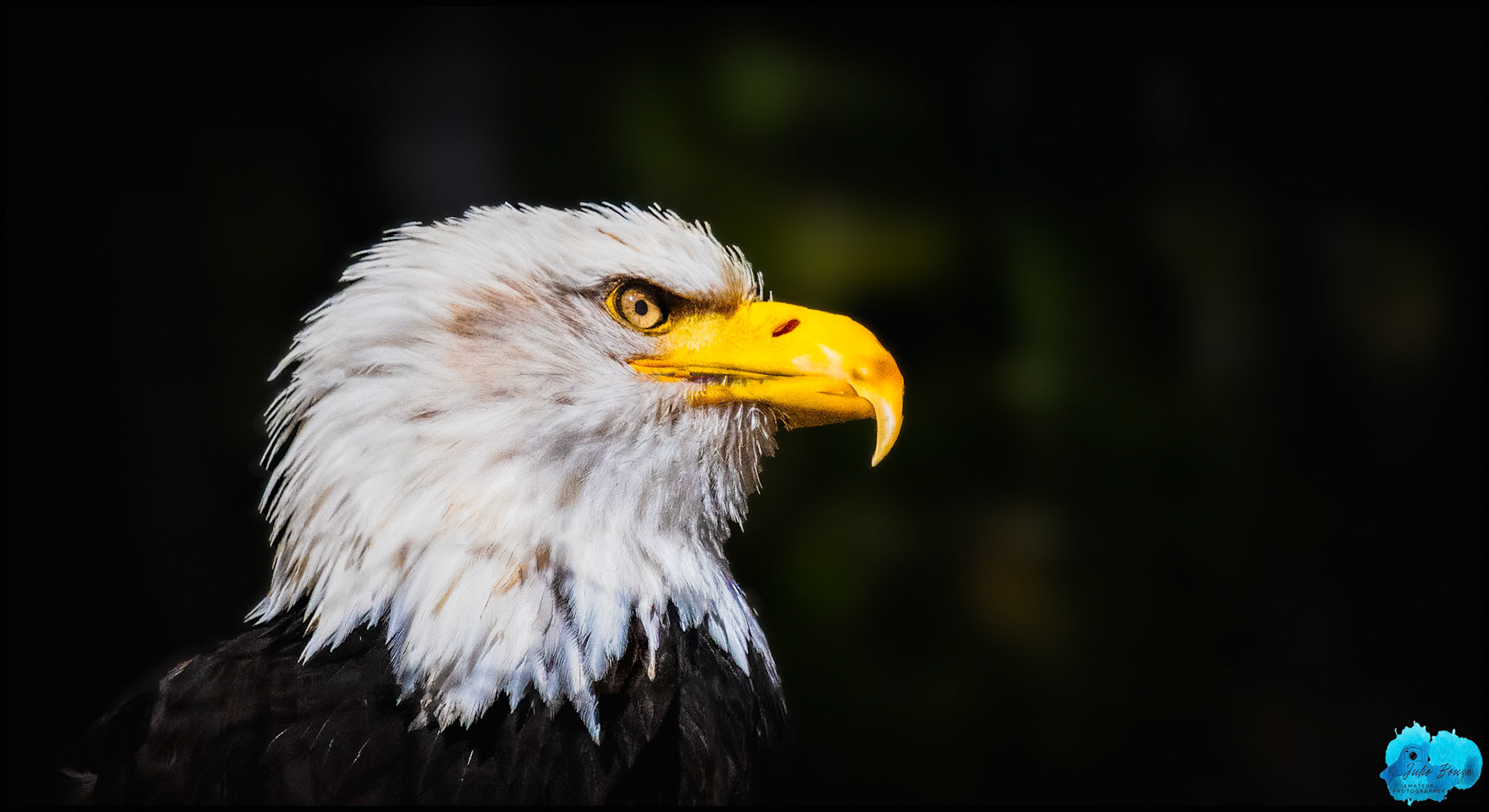 20240503 - Closeup of the Eagle at Alaska, Alaska Raptor Center