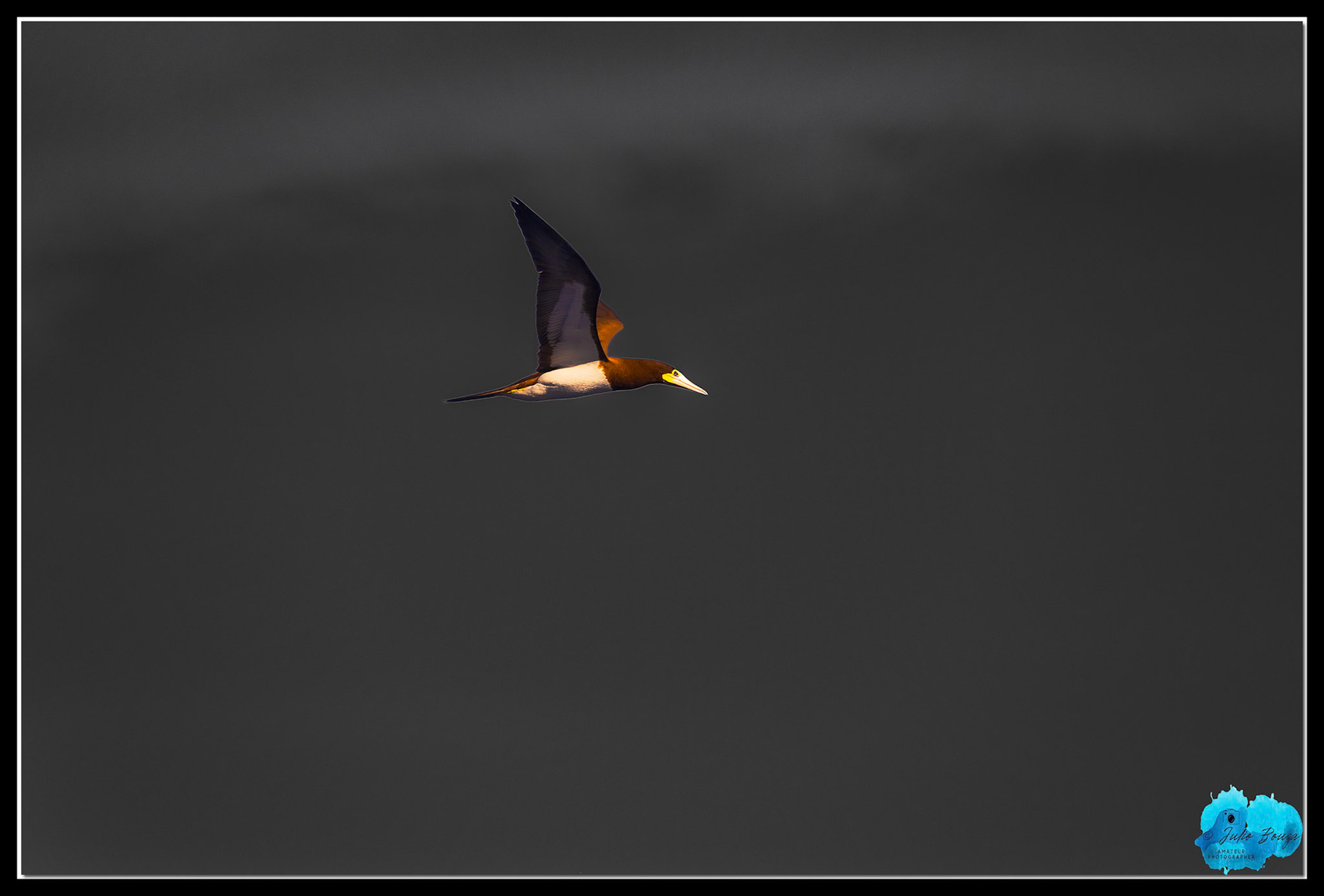 20221220 - Bird Flying At The Caribbean Sea
