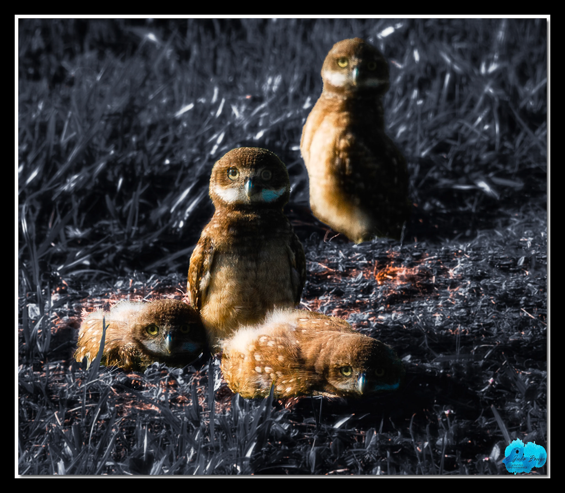 20230510 - Baby Burrowing Owls Resting