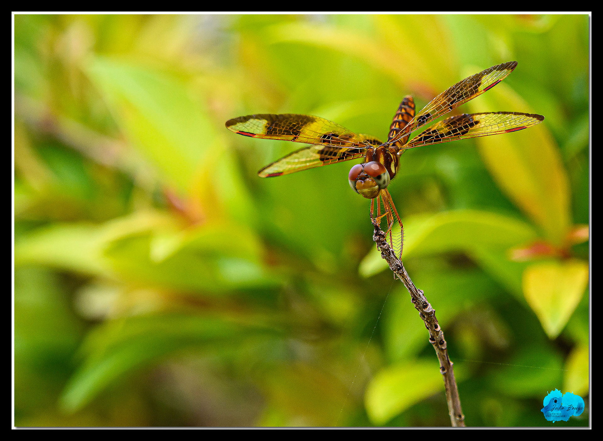 20200607 - Baby Dragonfly