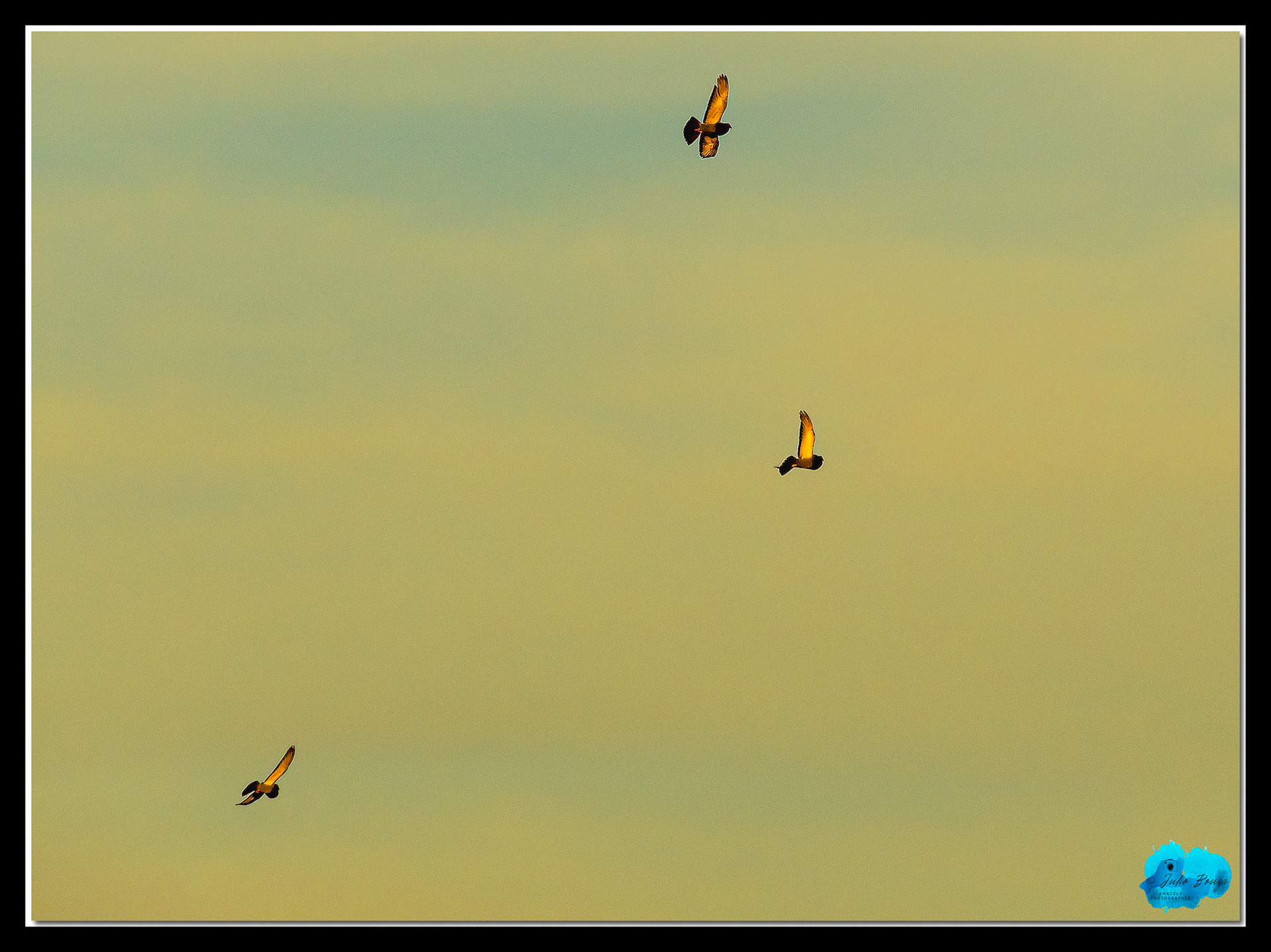20210430 - Pictures Of Birds