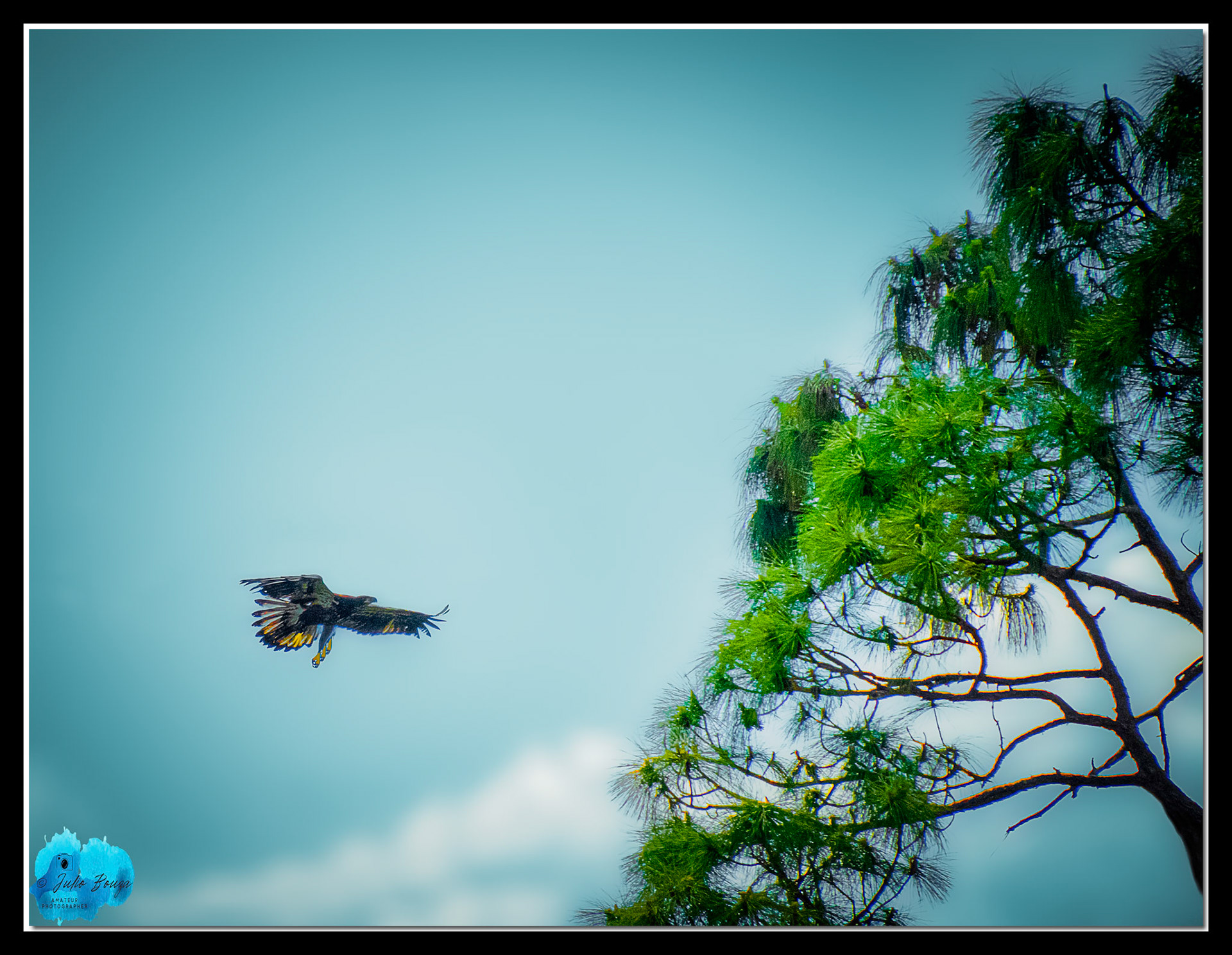 20240324 - E23 Flying To A Tree