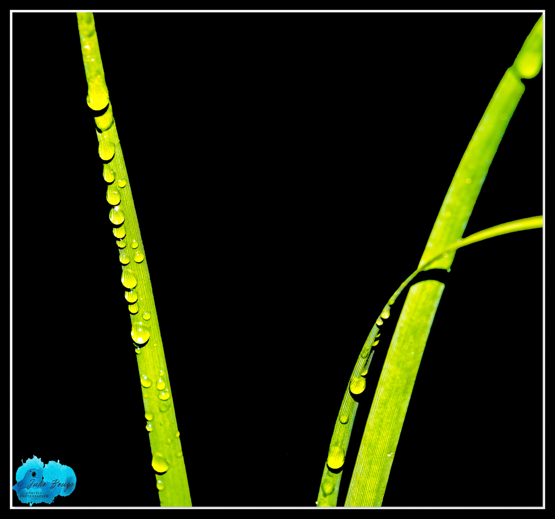 20211105 - Picture Of Water Drops On Plants