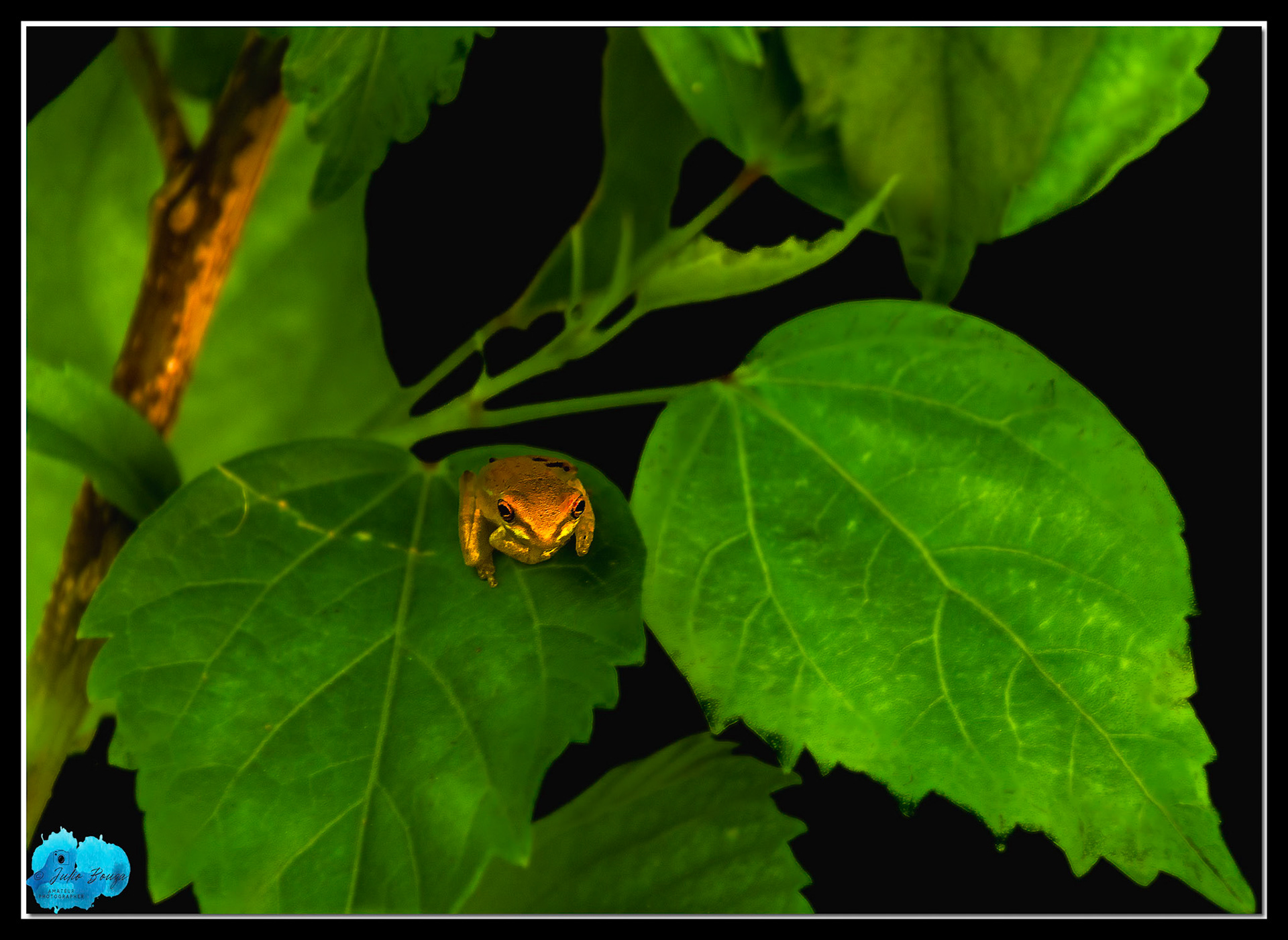 20220914 - Closeup Of A Frog On A Leaf