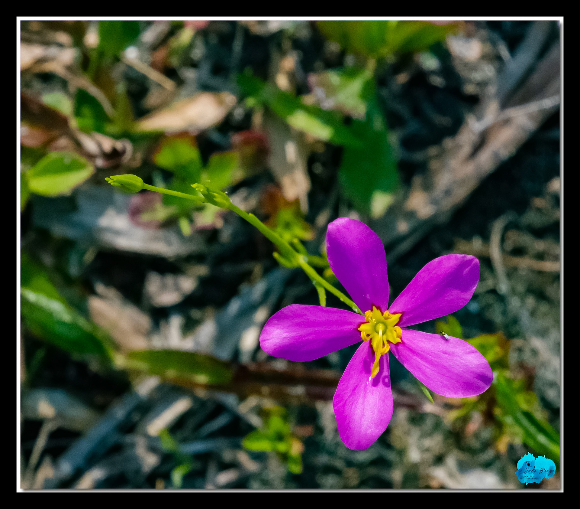 20210416 - Magenta Flower