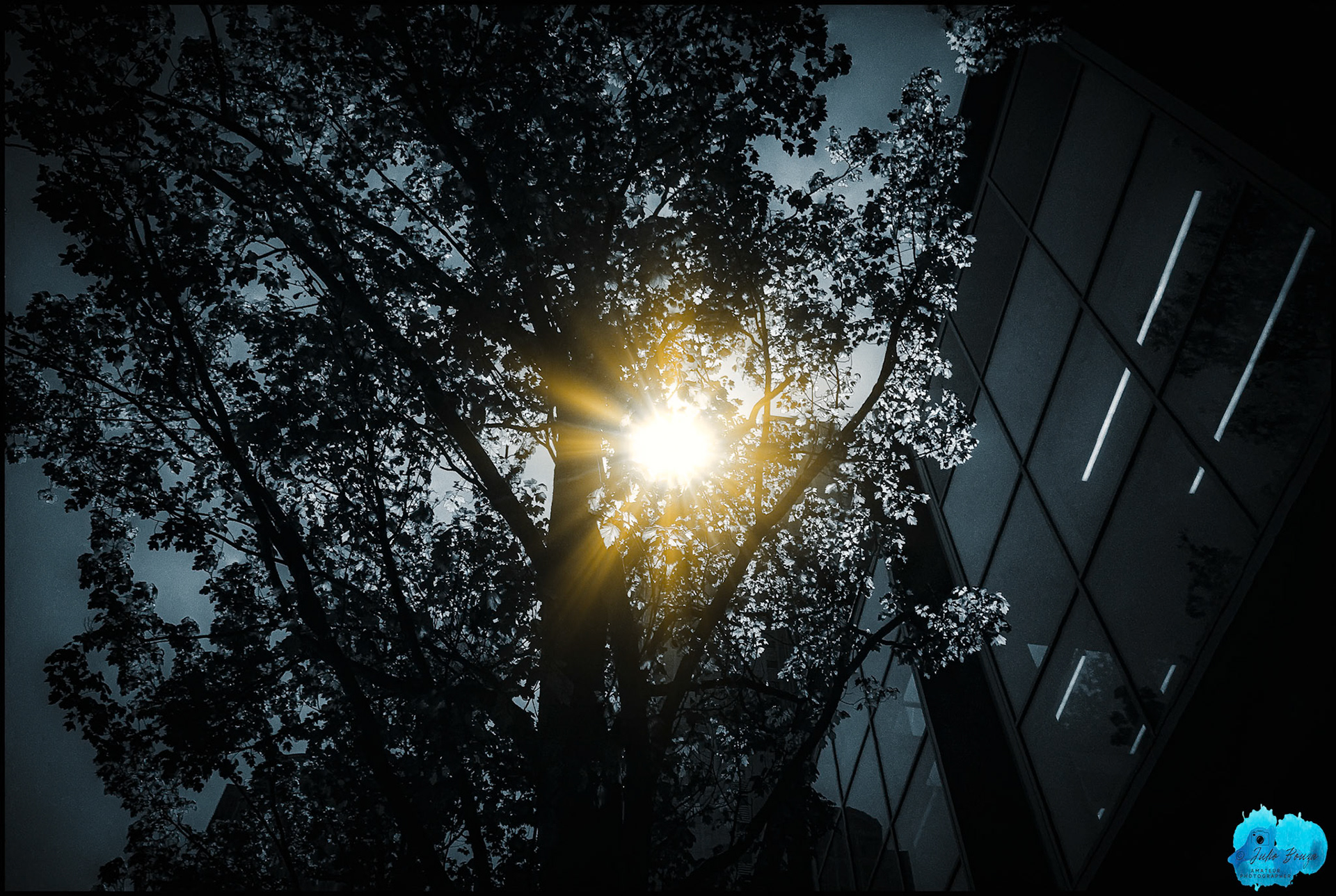 20240510 - Seatle Sun in the Trees