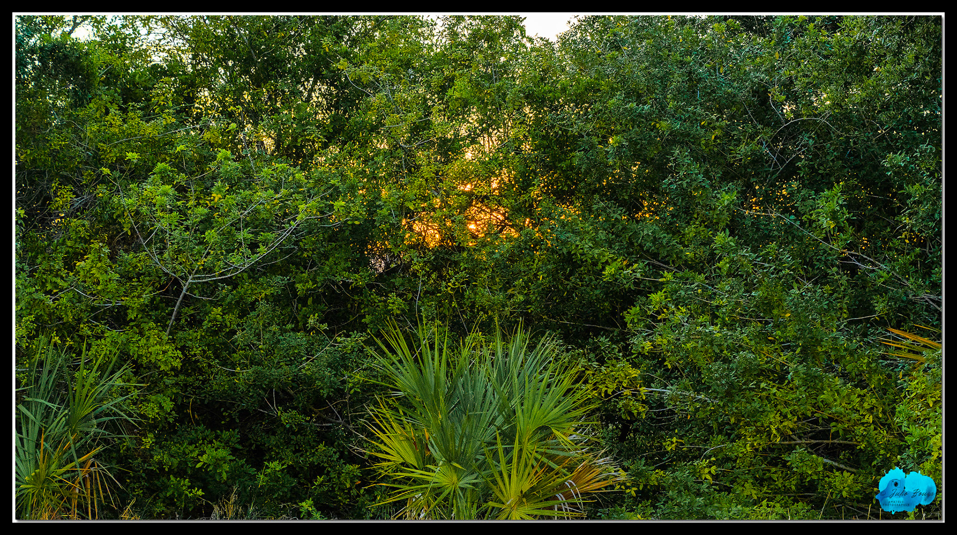 20210430 - Sunset Through The Trees
