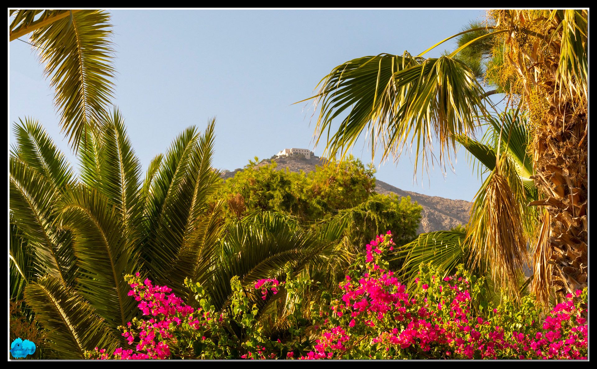 20210803 - Flowers In Santorini With Mountain View Background
