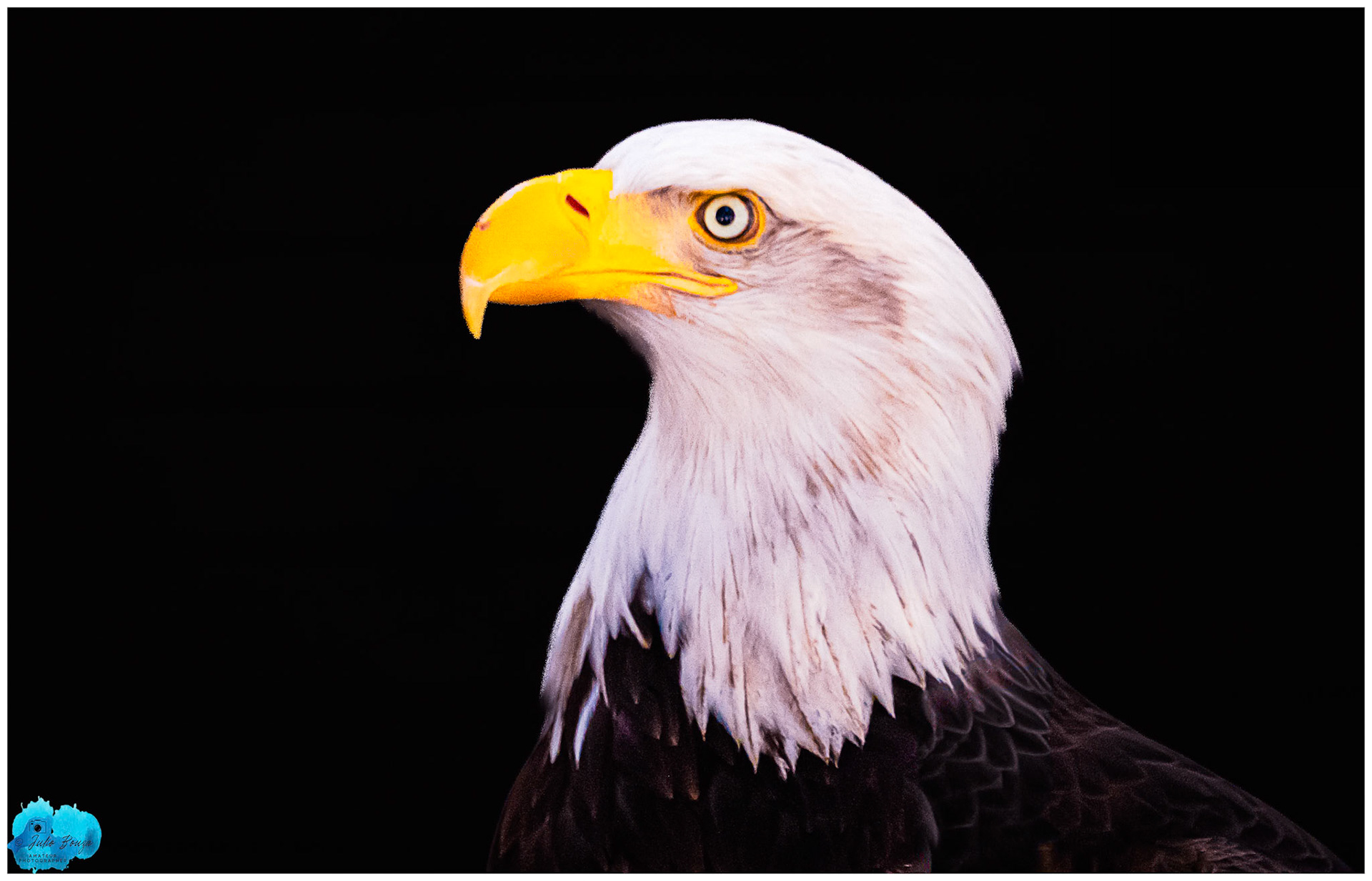 20240503 - Closeup of the Eagle at Alaska, Alaska Raptor Center