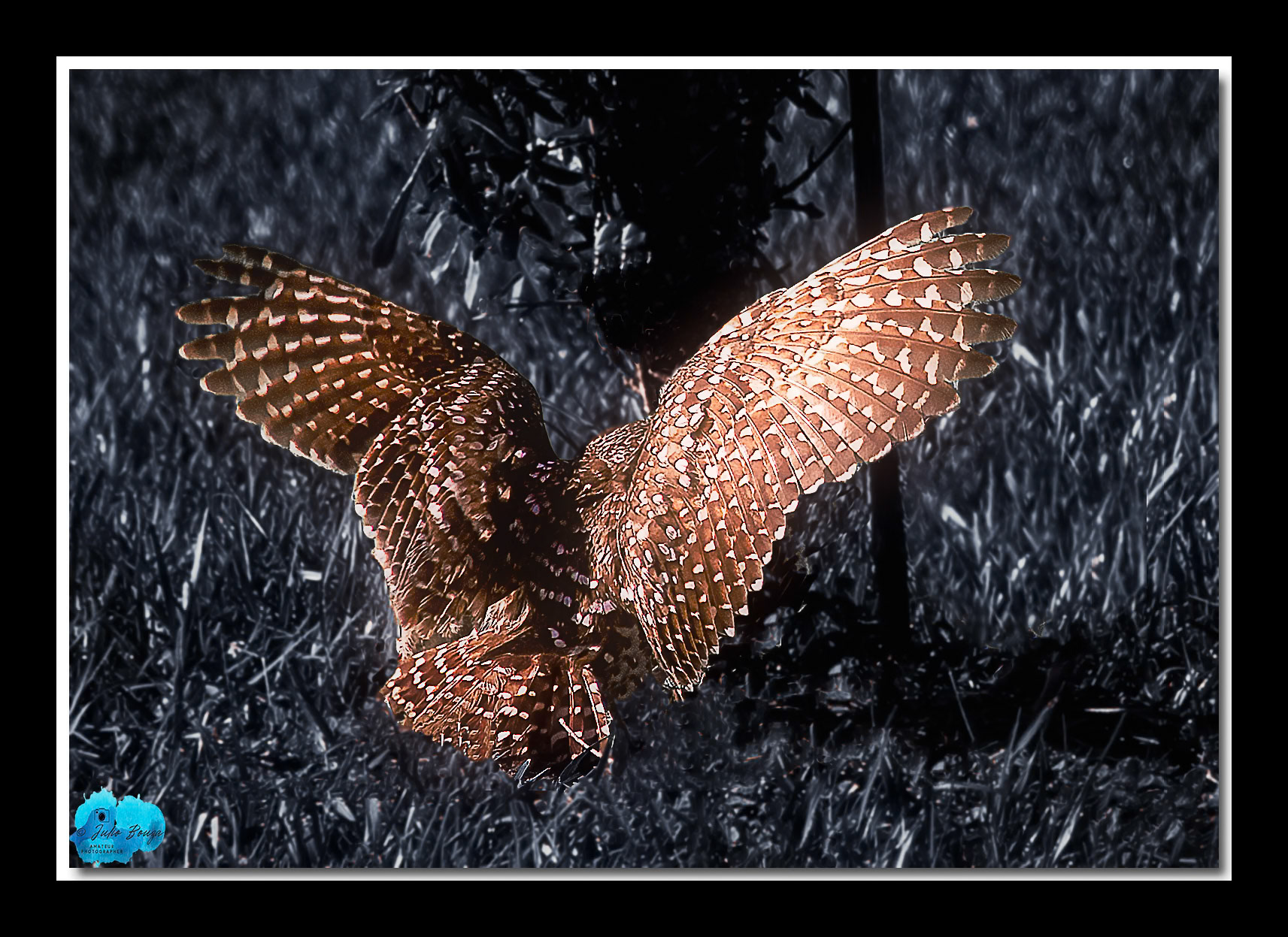 20230502 - Closeup Of Burrowing Owl With Open Wings
