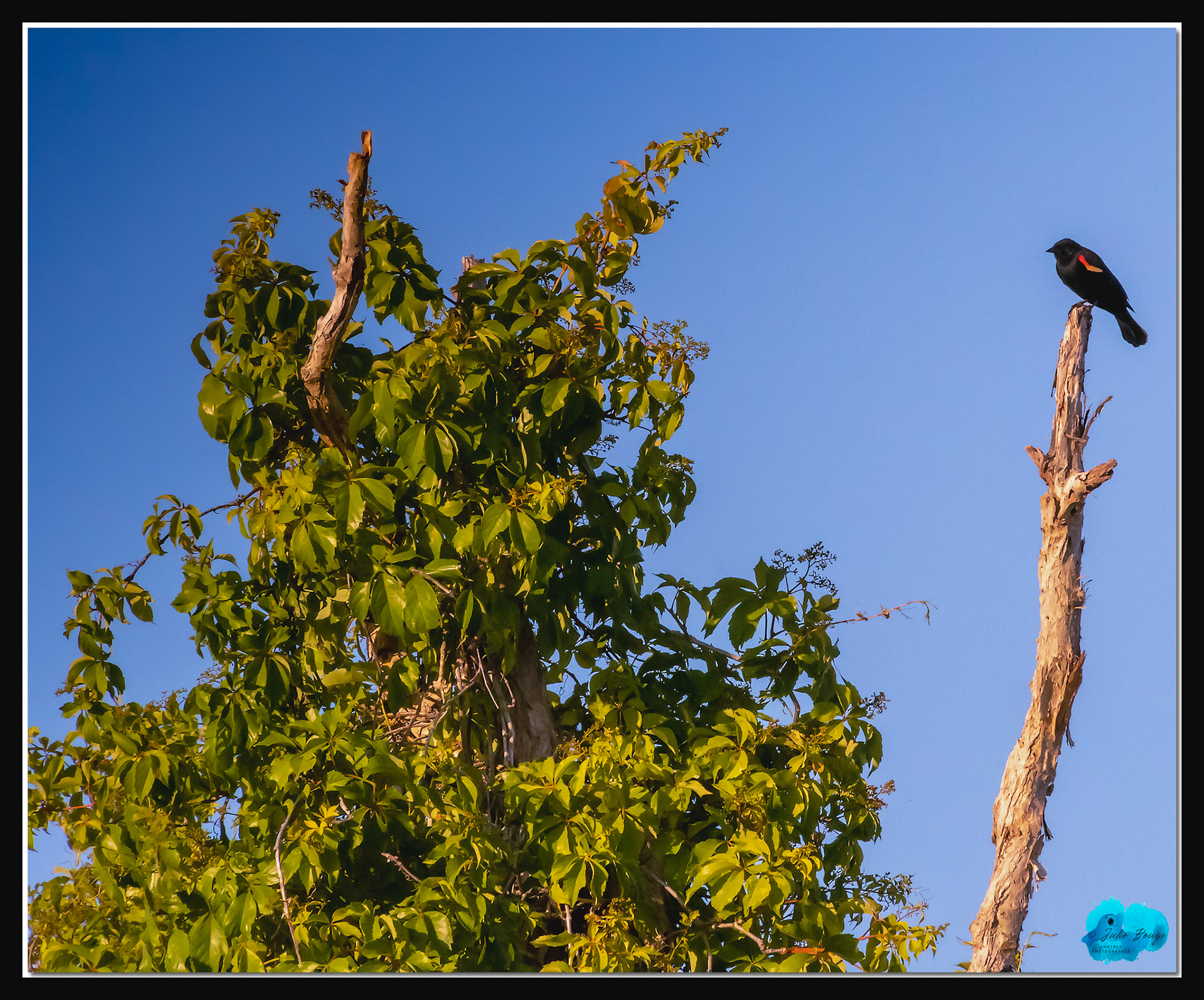 20210413 - Bird On A Tree