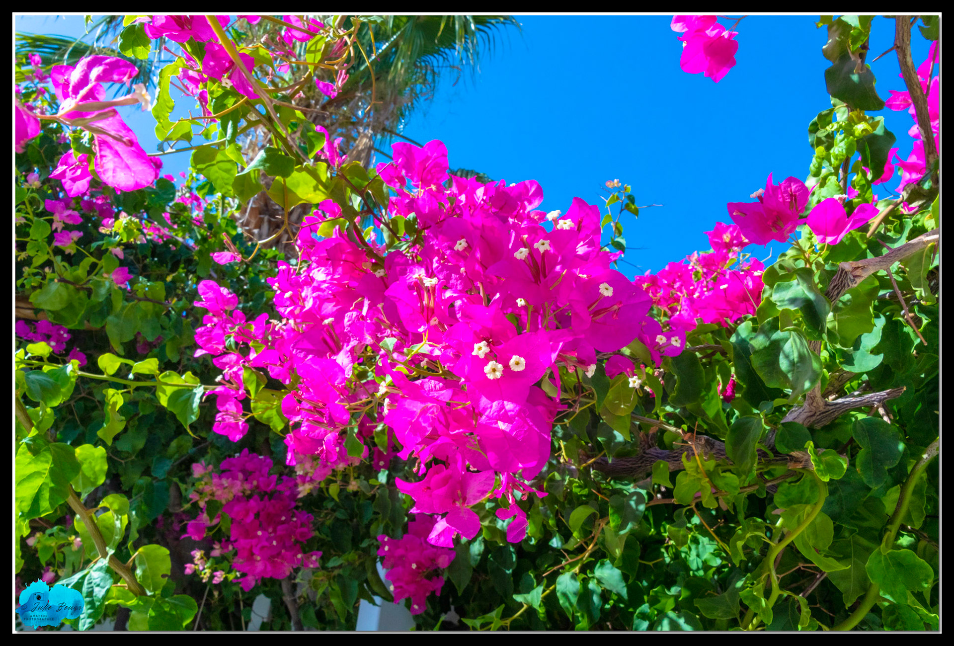 20210803 - Flowers In Santorini