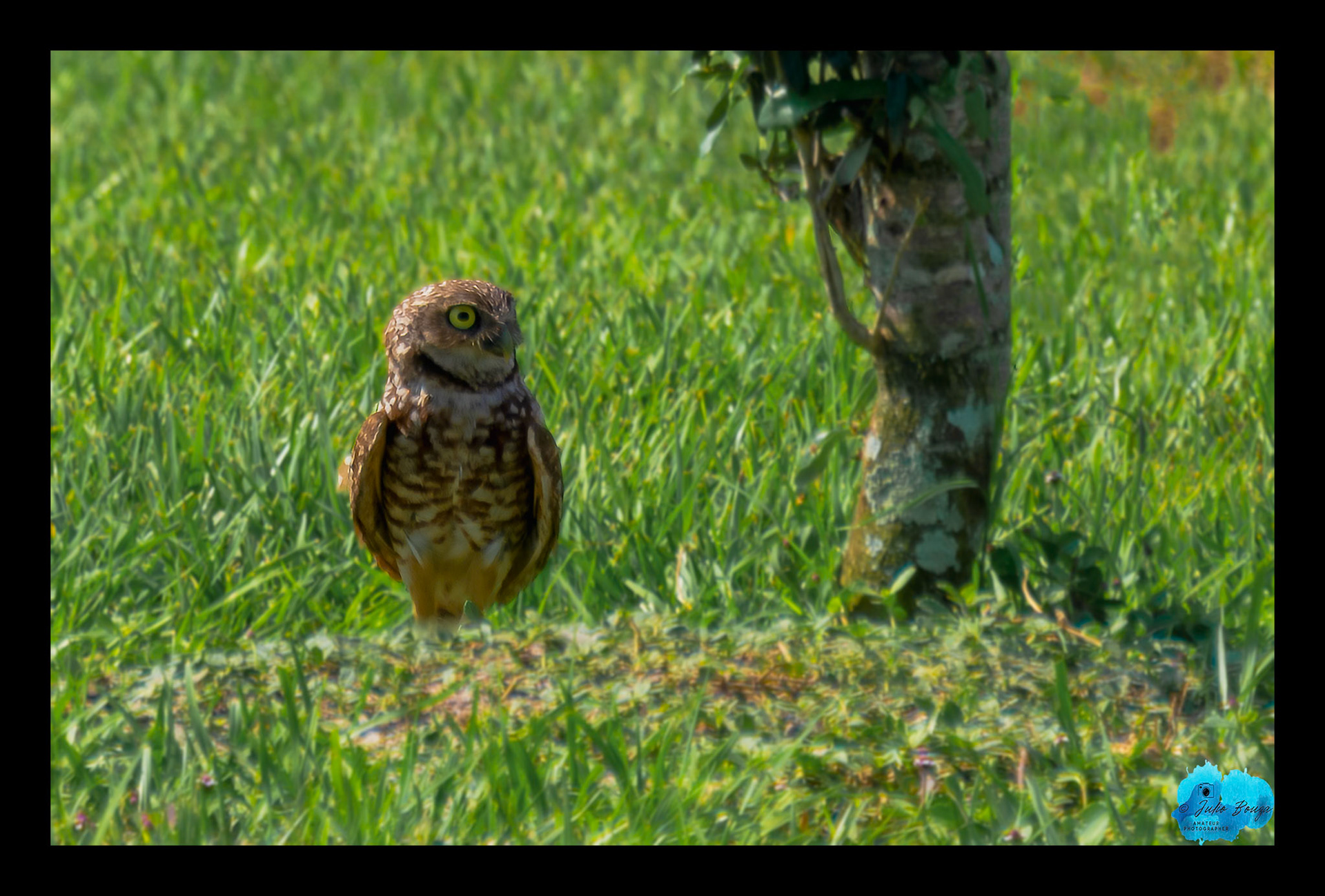 20230429 - Burrowing Owl Looking Around