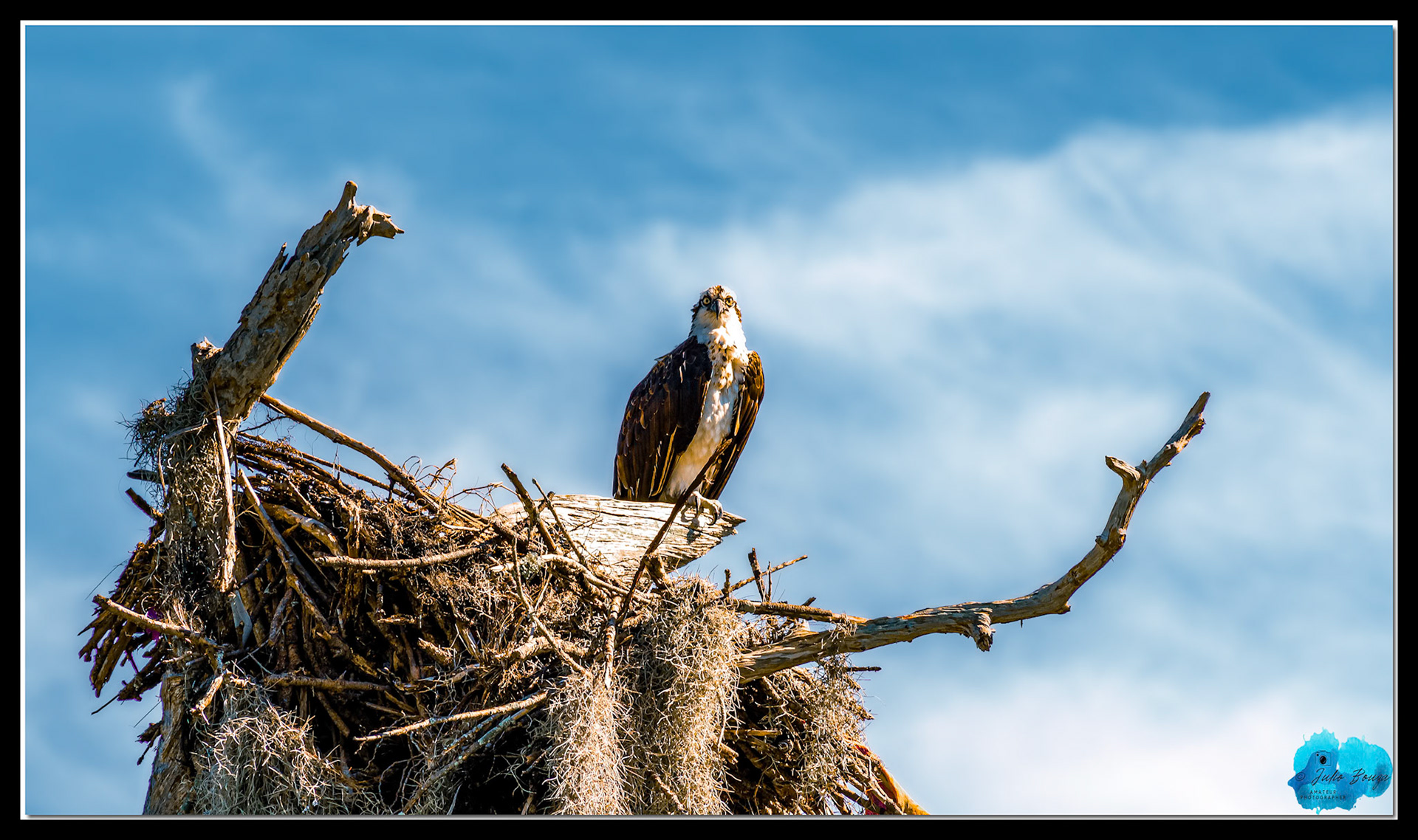 20211113 - Closeup of an Osprey