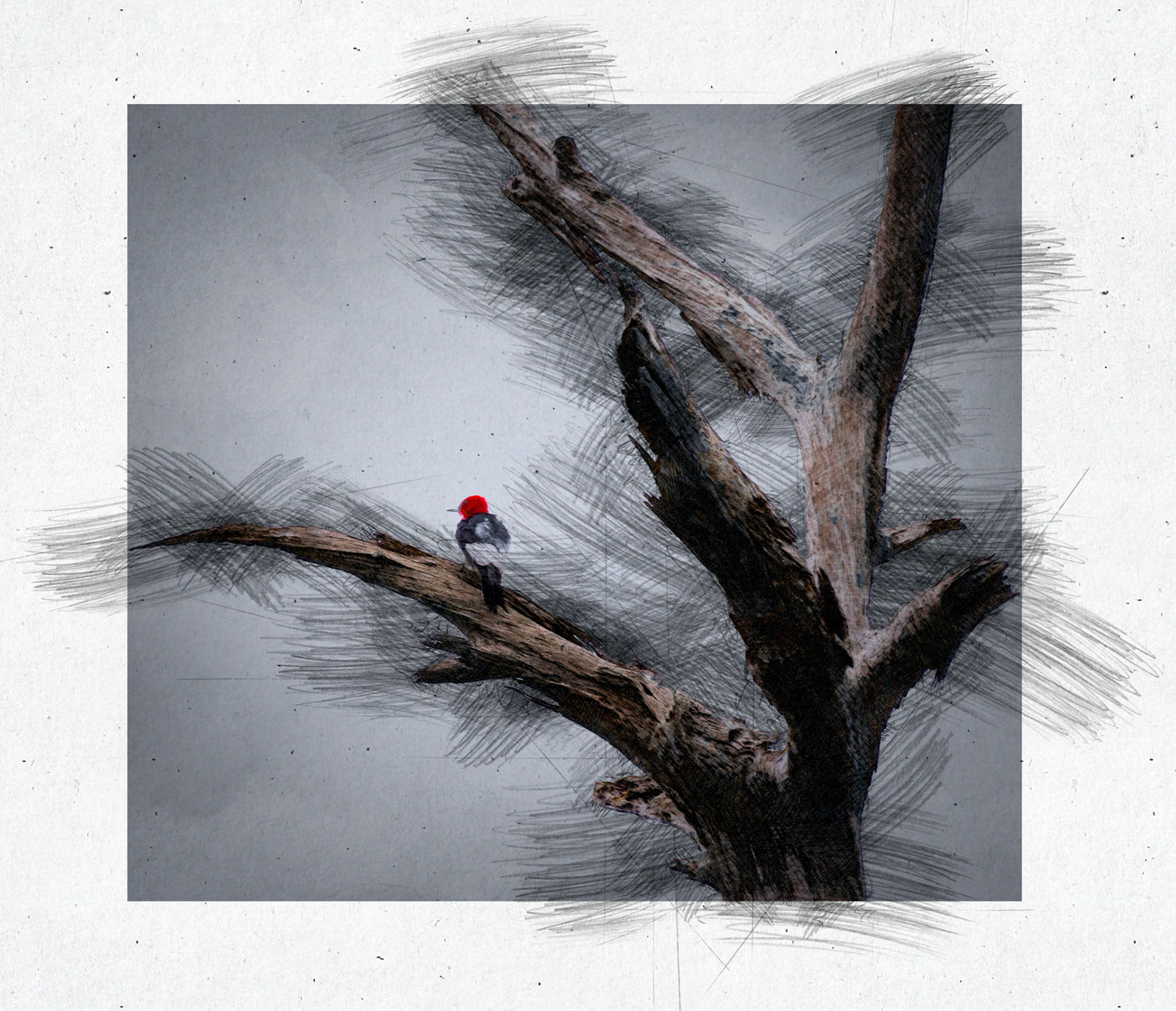 20240302 - Closeuip Of A Woodpecker - Sketch Style