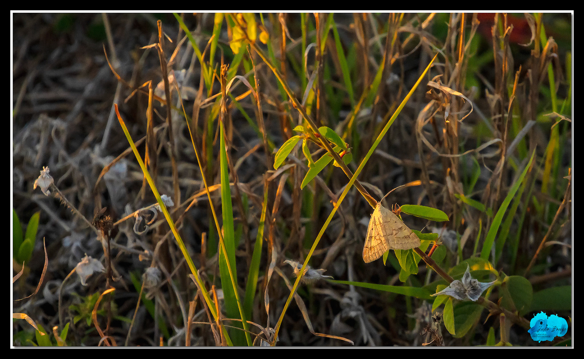 20210430 - Pictures Of A Moth