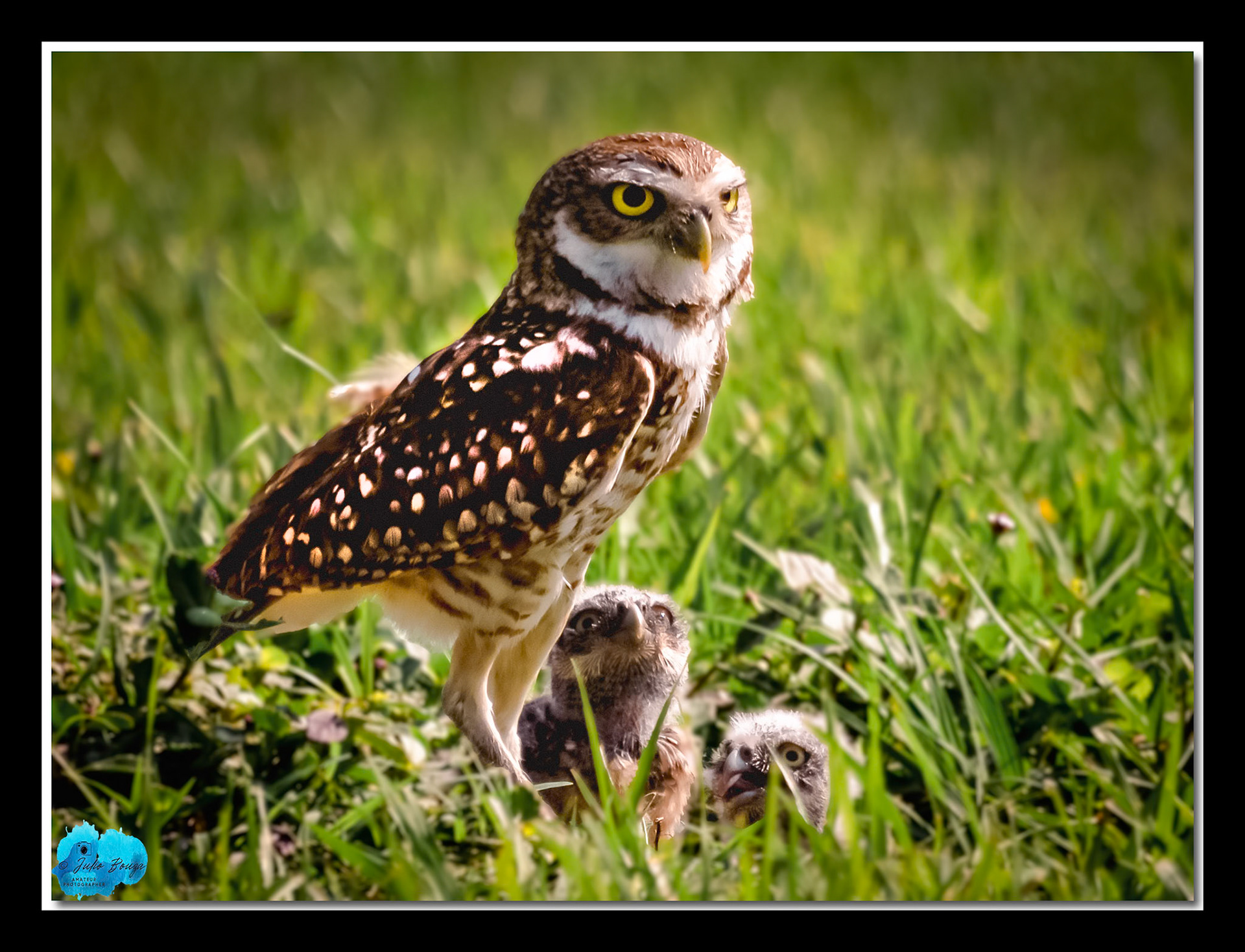 20230429 - Burrowing Owl With Babies