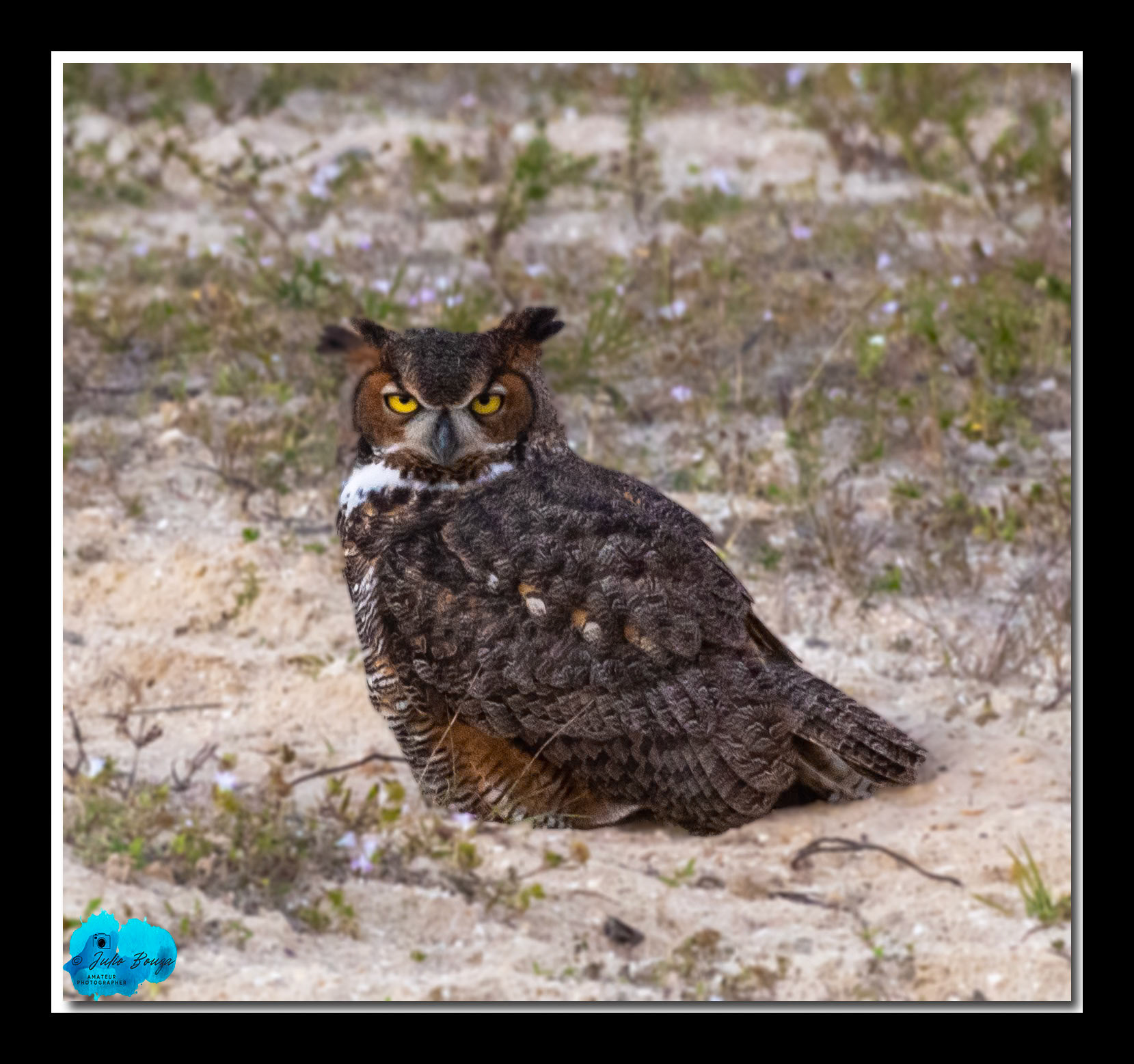 20220105 - Closeup Of An Owl