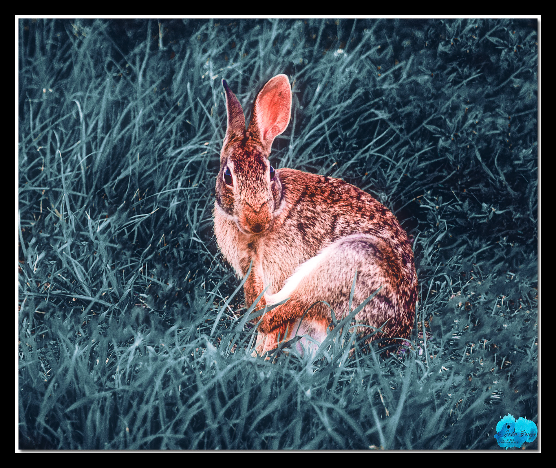 20220510 - Closeup Of A Rabbit