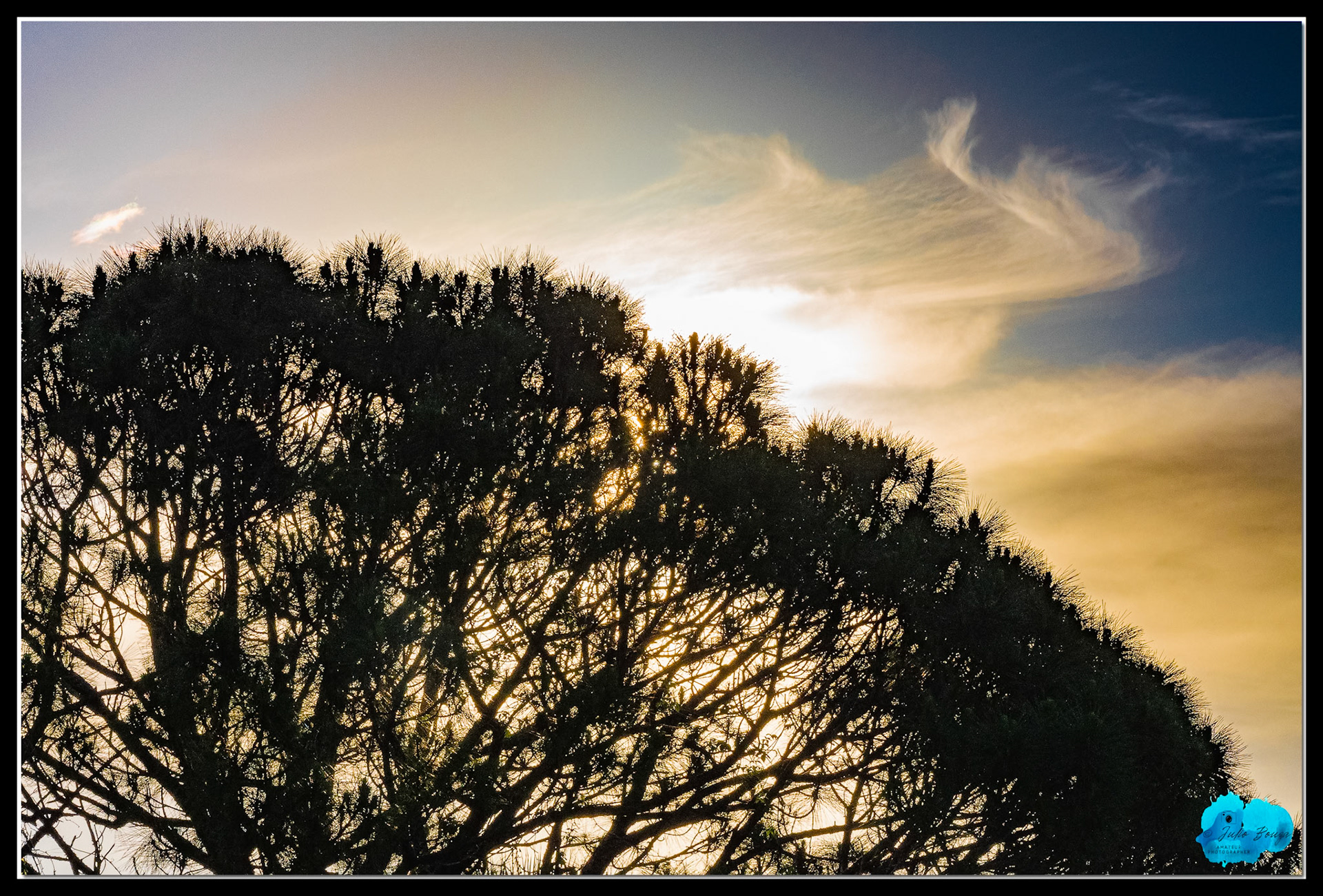 20210427 - Sunrise Through The Trees