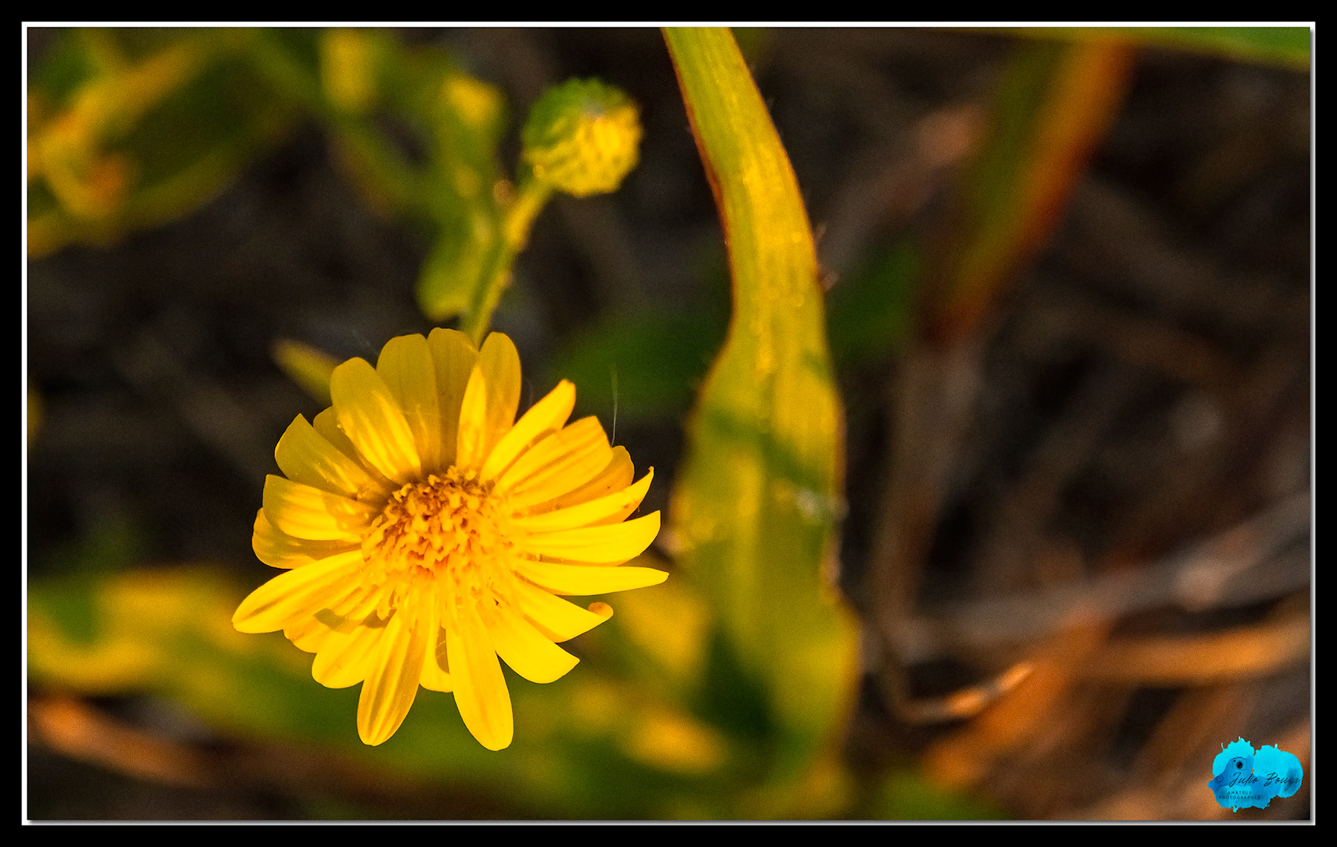 20210430 - Pictures Of A Flower
