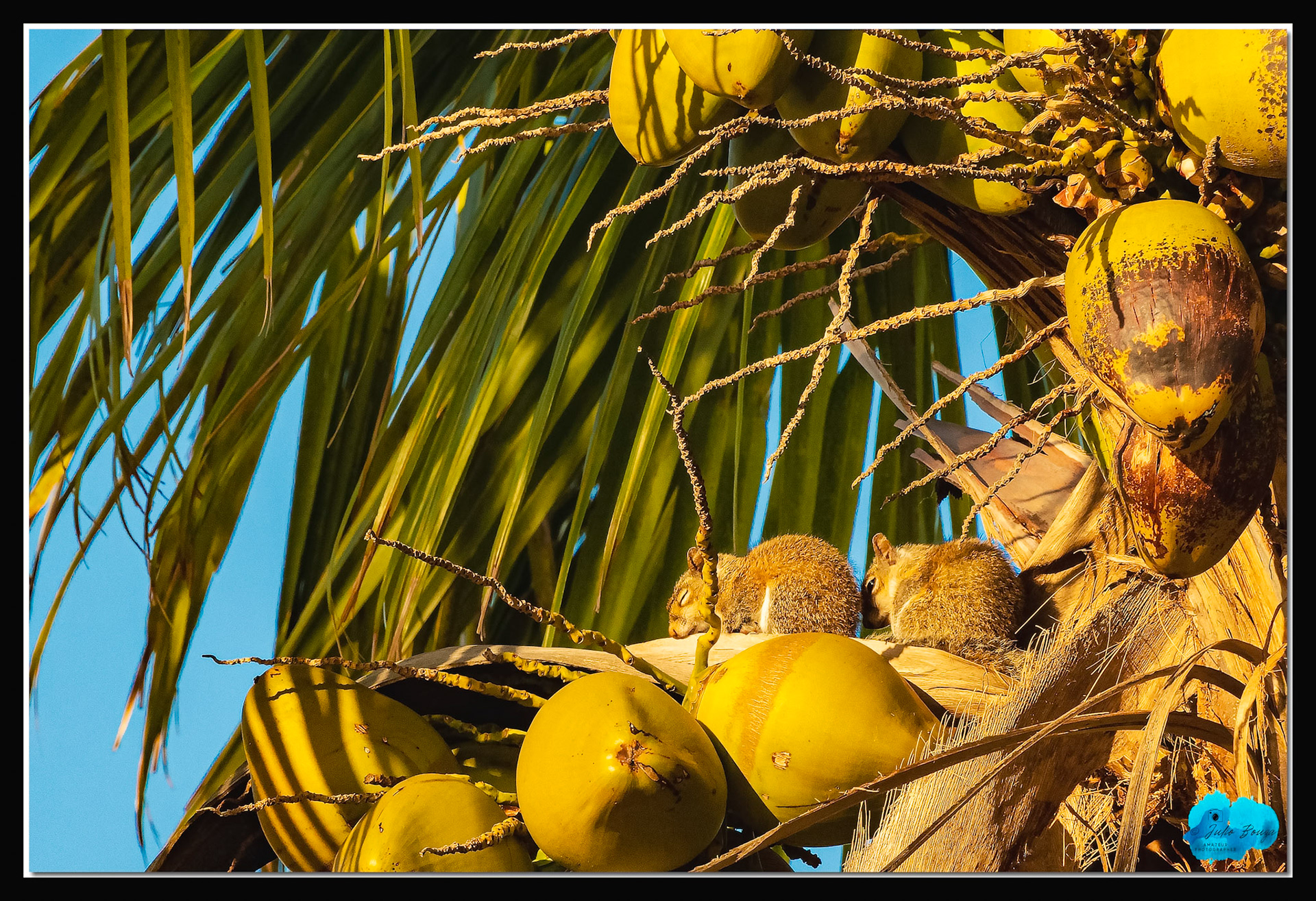 20210427 - Squirrels Sleeping On Palm Trees